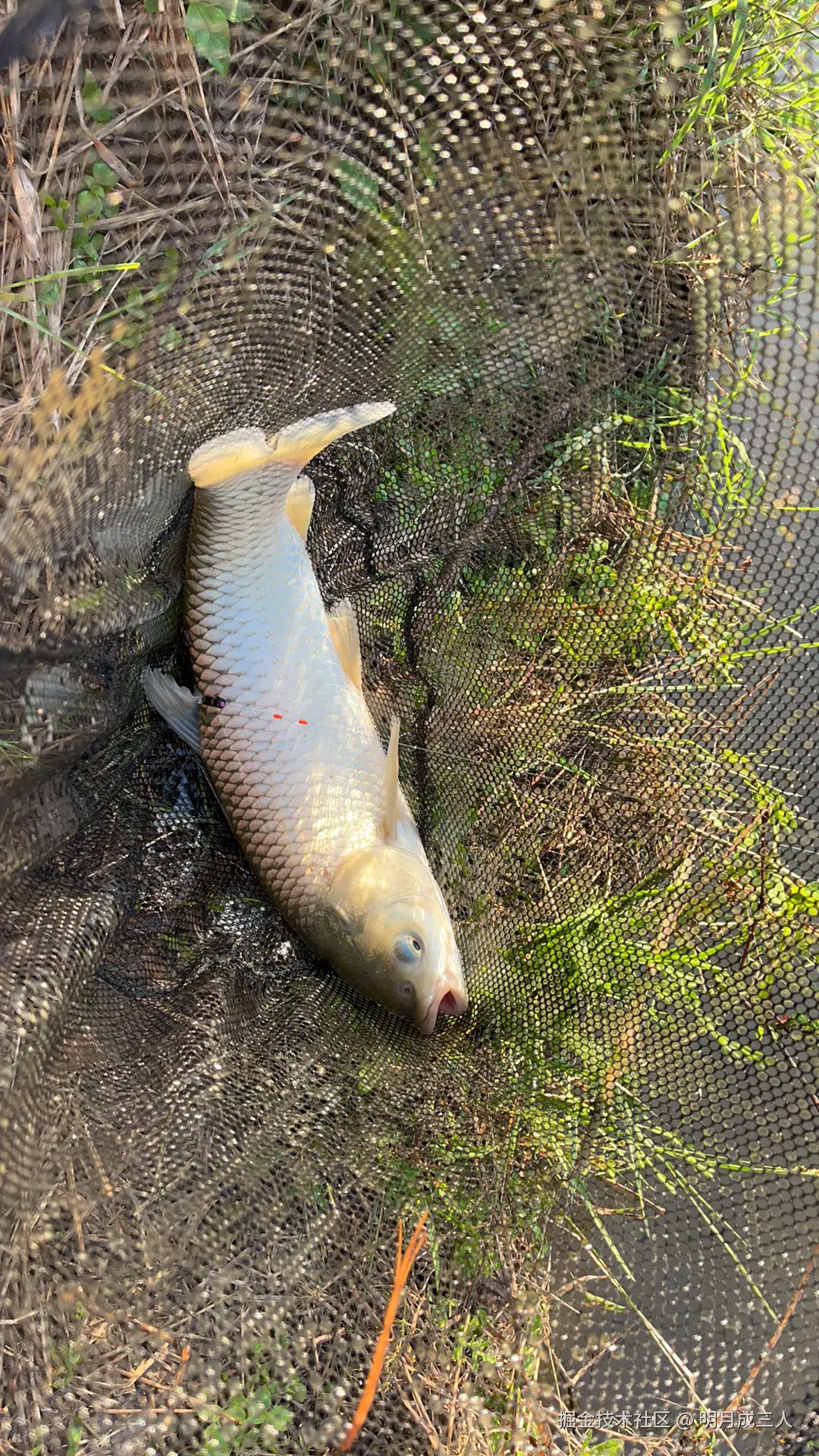 明月成三人于2025-10-10 01:16发布的图片