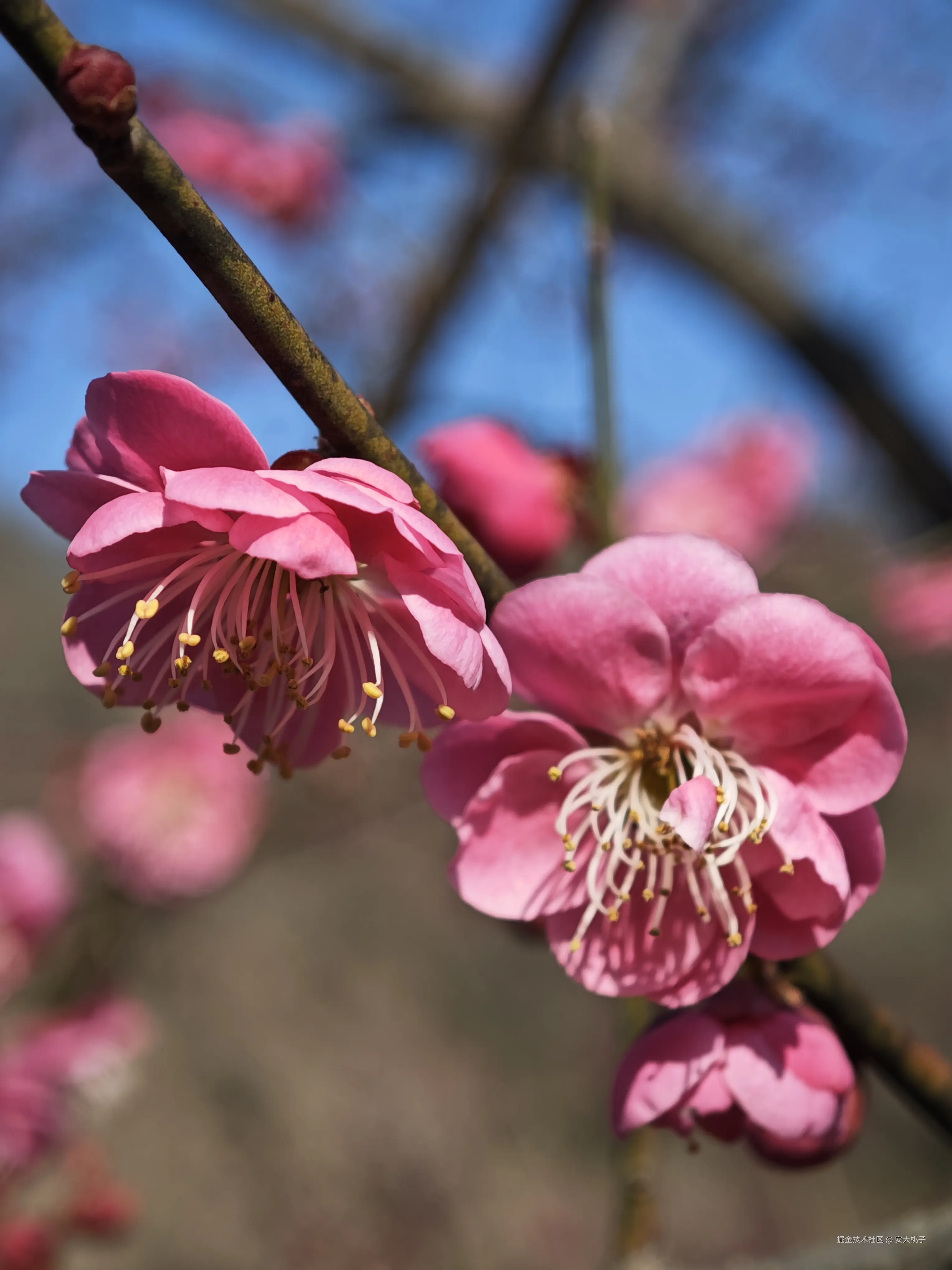 安大桃子于2026-02-19 11:25发布的图片