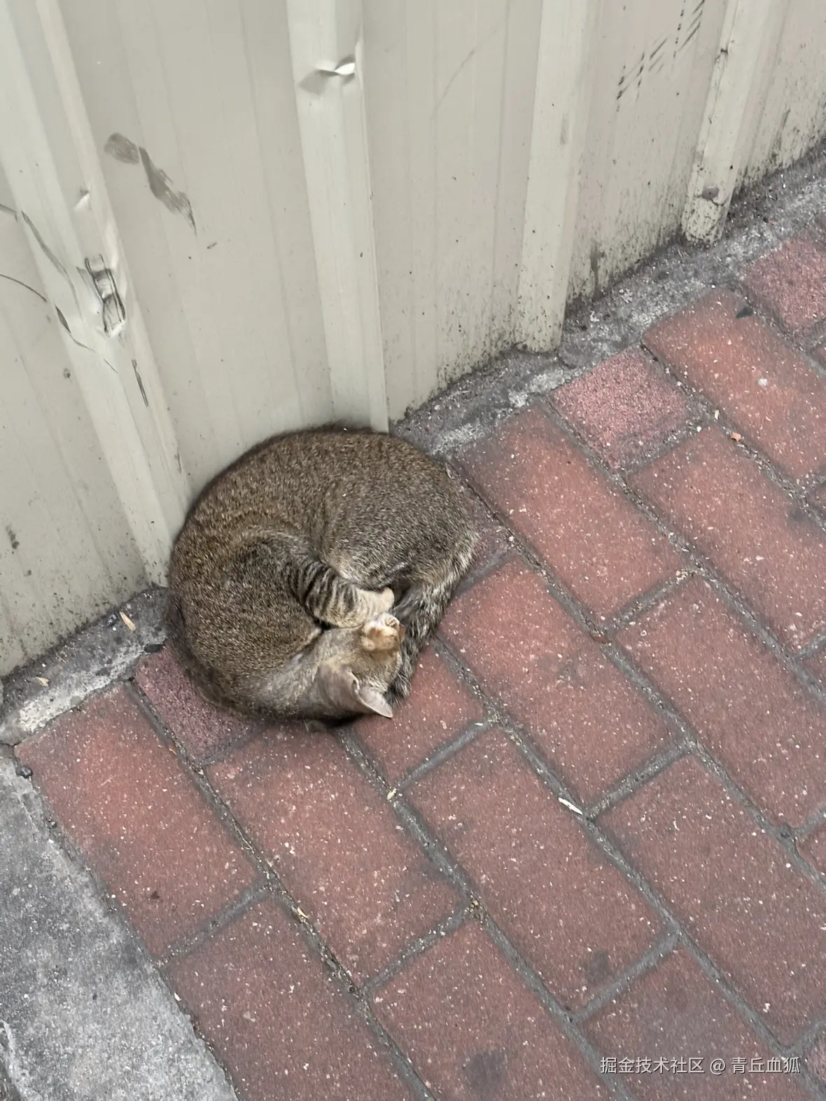 青丘血狐于2026-03-21 20:17发布的图片