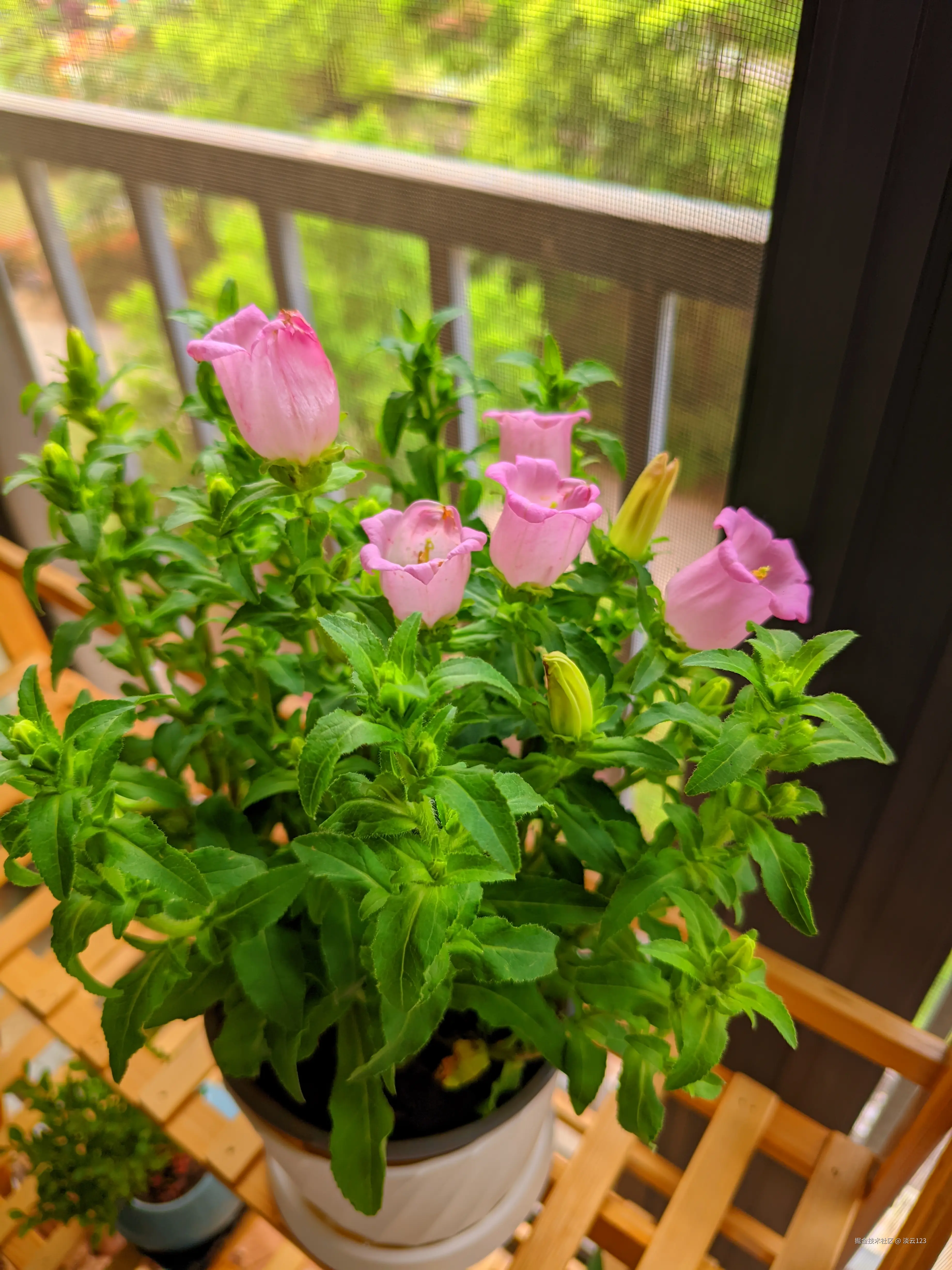 淡云123于2025-04-07 14:15发布的图片