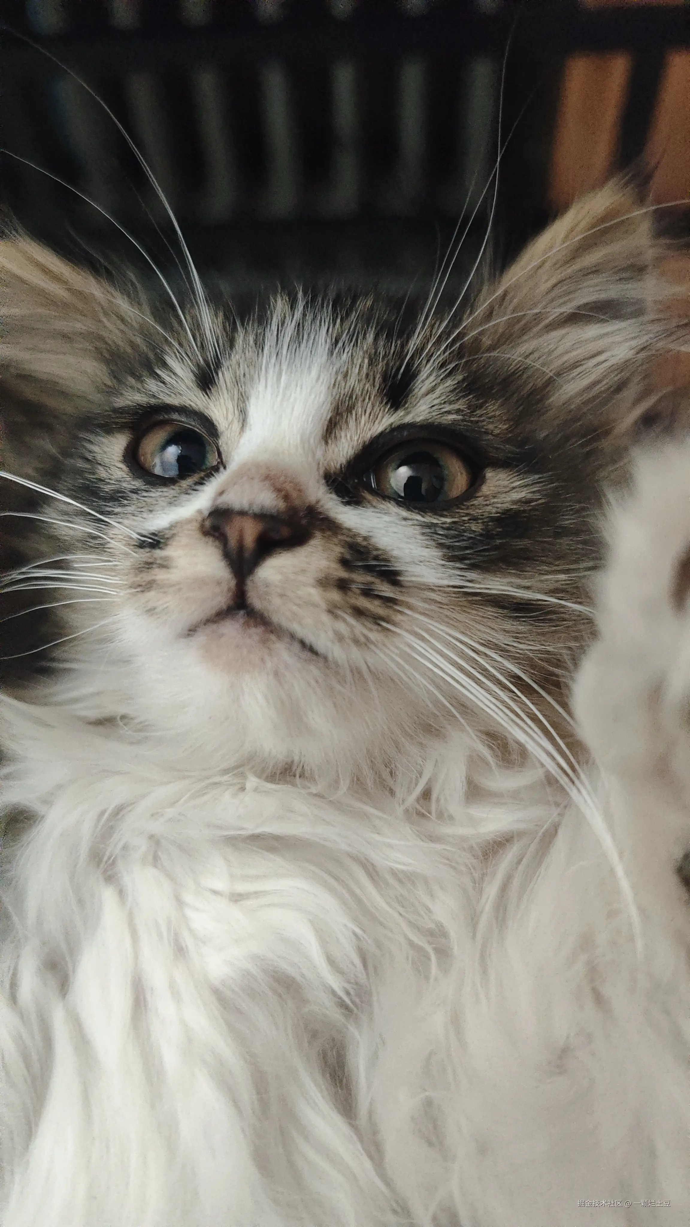 一颗烂土豆于2026-01-17 01:16发布的图片