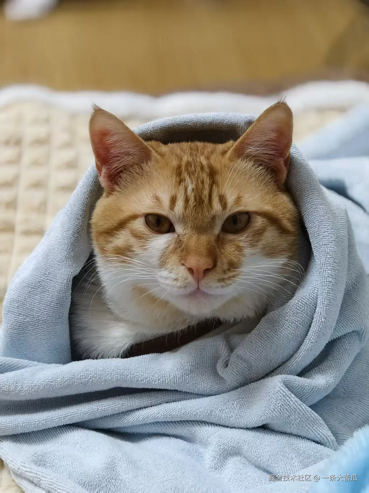 一条大苦瓜于2026-01-05 14:47发布的图片