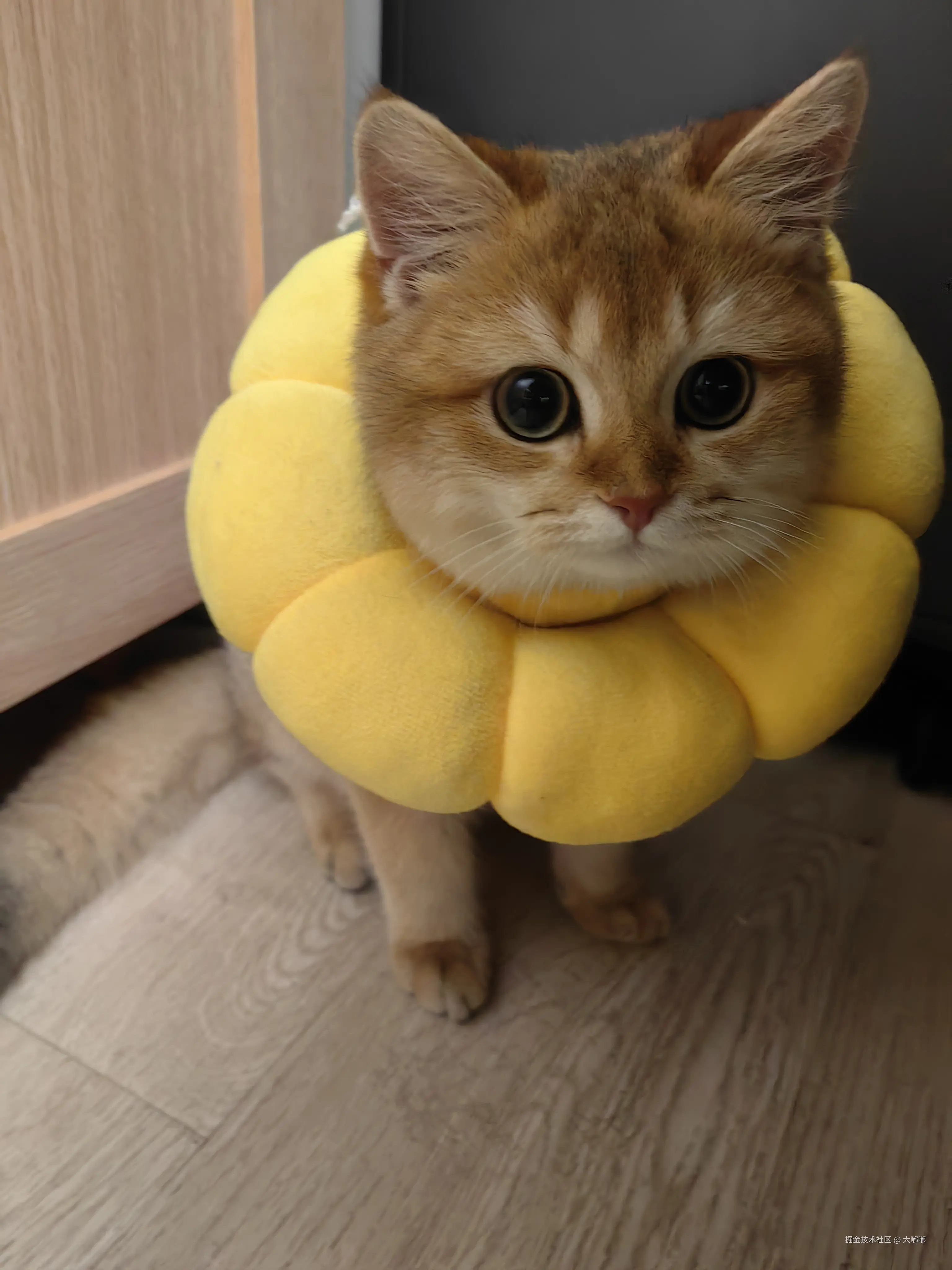 大嘟嘟于2025-11-24 14:54发布的图片