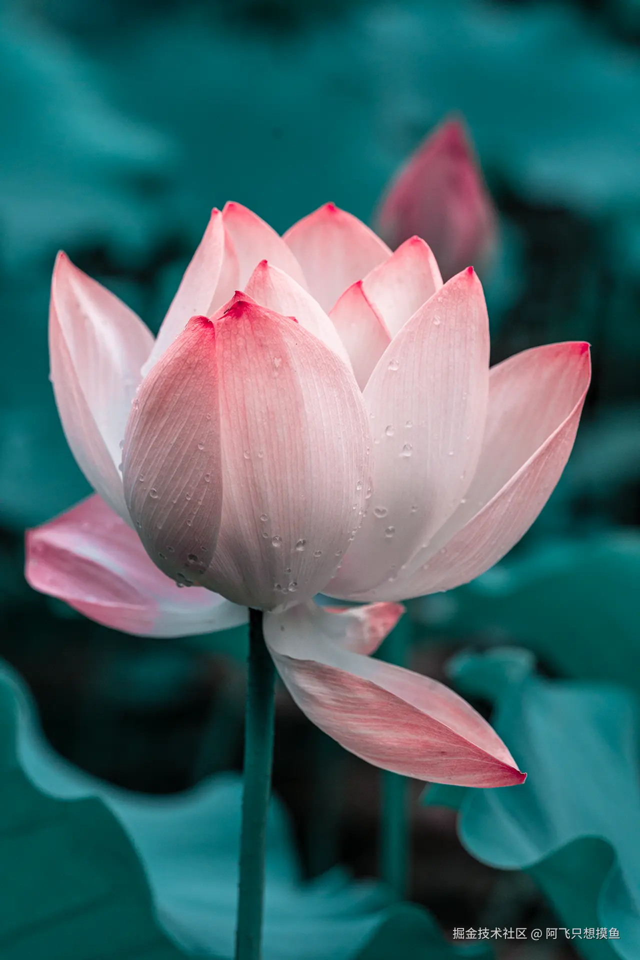 阿飞只想摸鱼于2025-07-16 10:21发布的图片