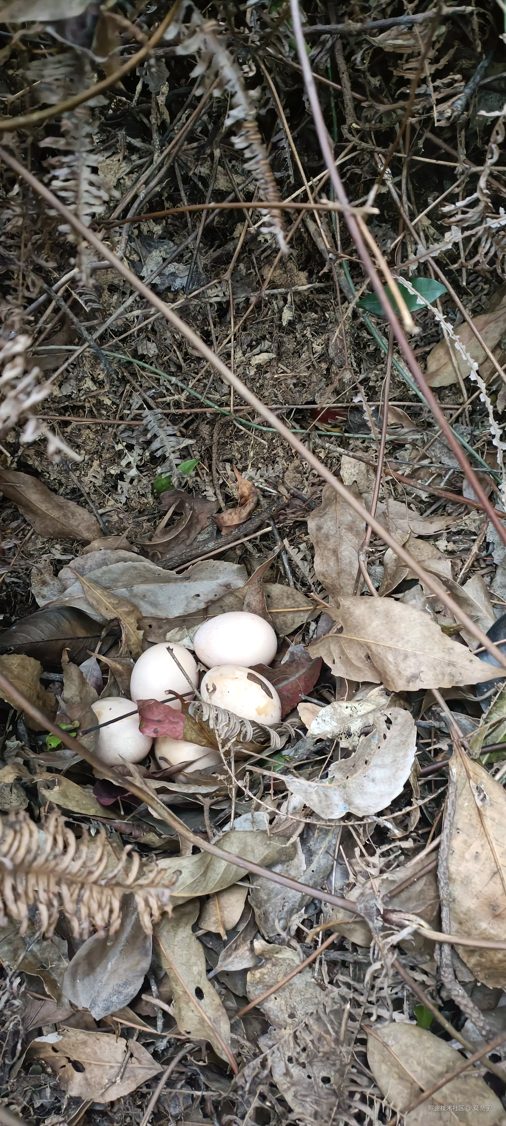 莫奈子于2025-04-05 20:56发布的图片