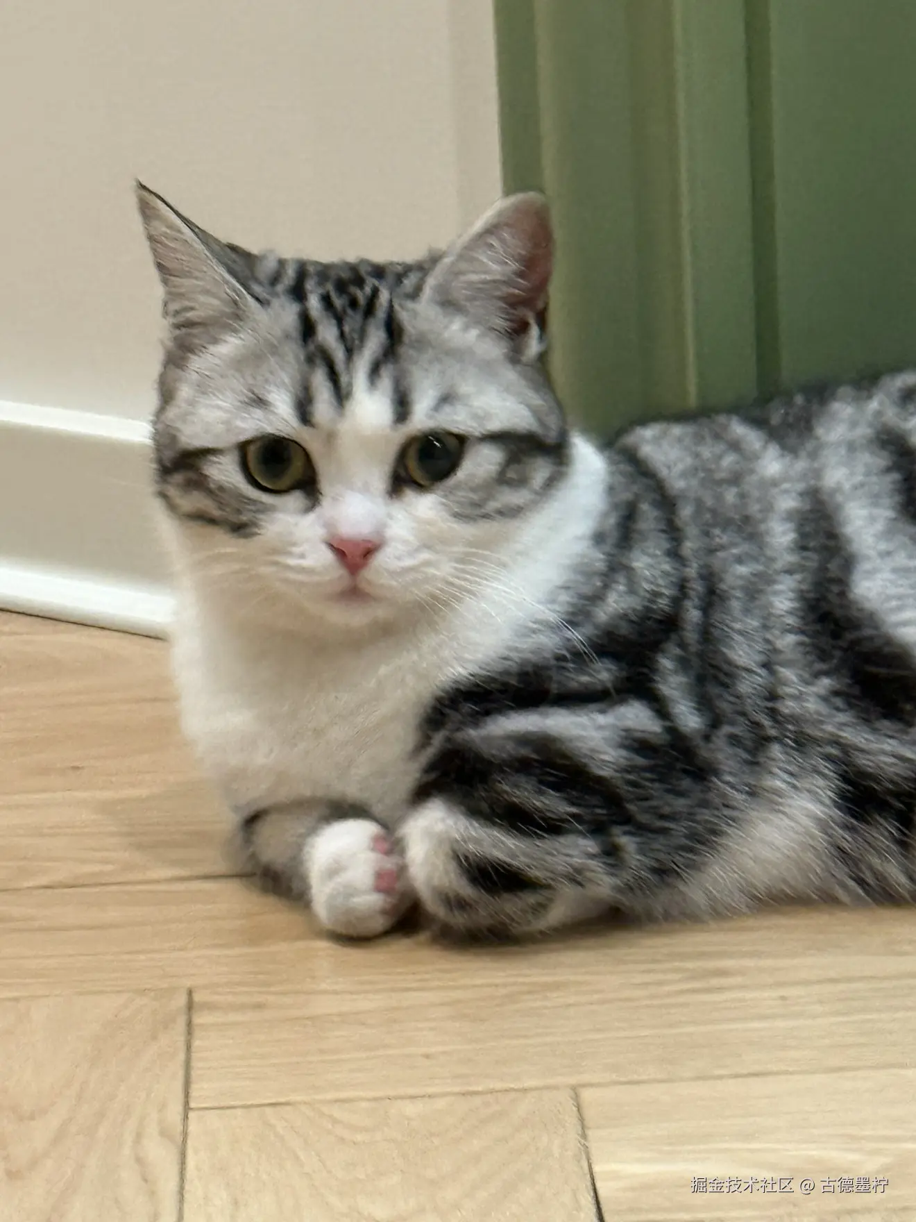 古德墨柠于2026-01-26 16:09发布的图片