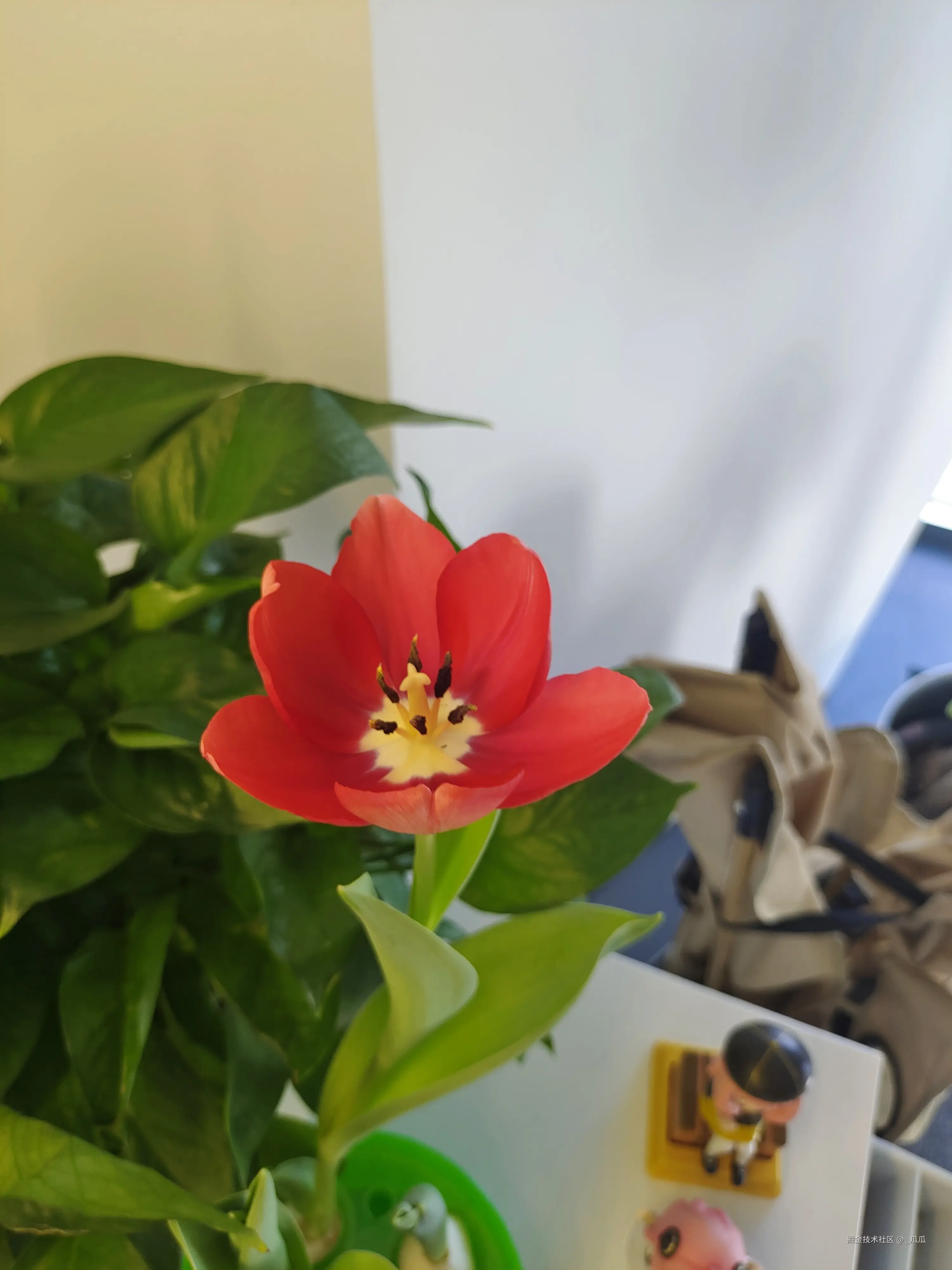 _瓜瓜于2025-03-12 01:25发布的图片