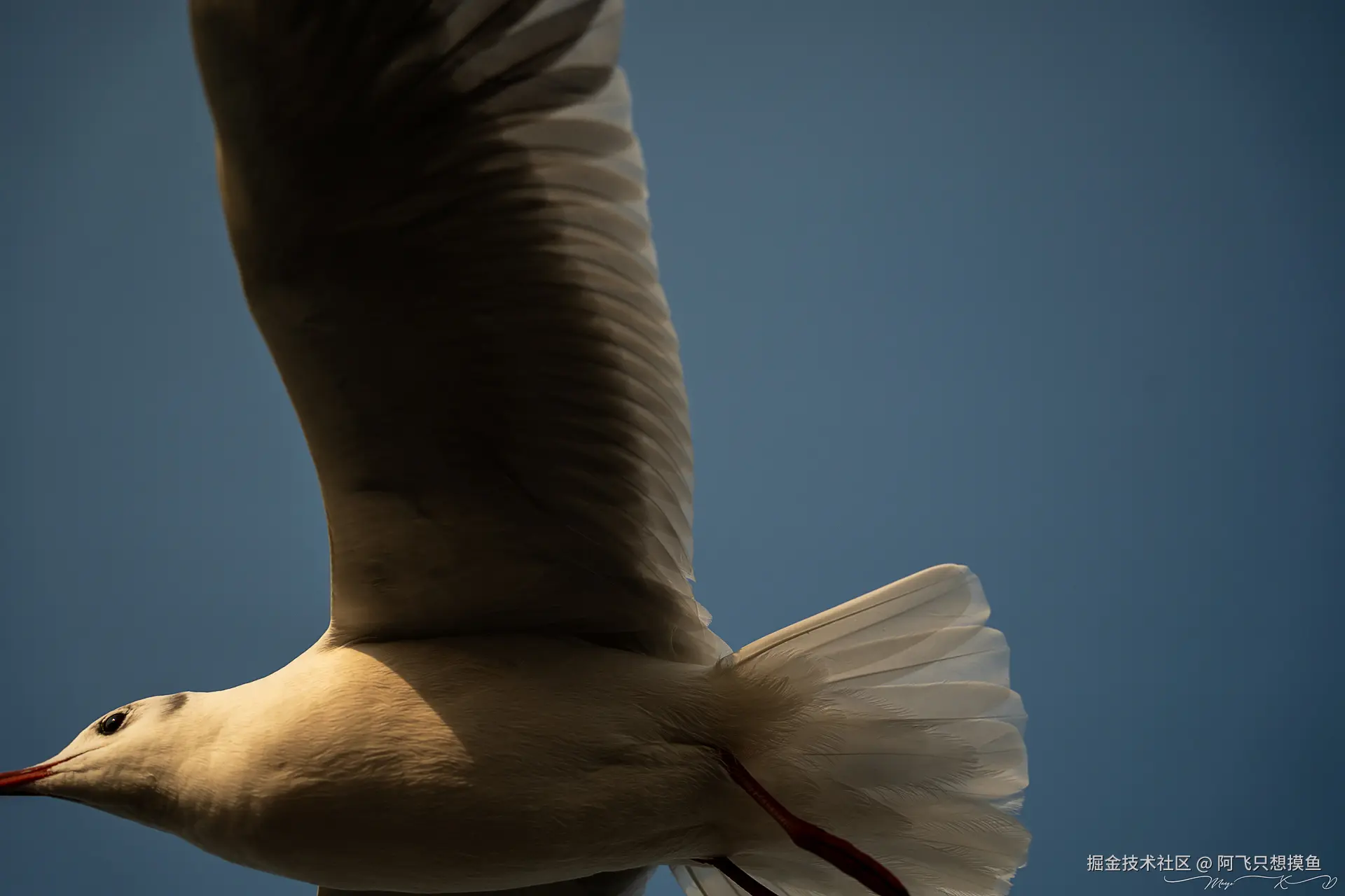 阿飞只想摸鱼于2024-12-20 02:23发布的图片