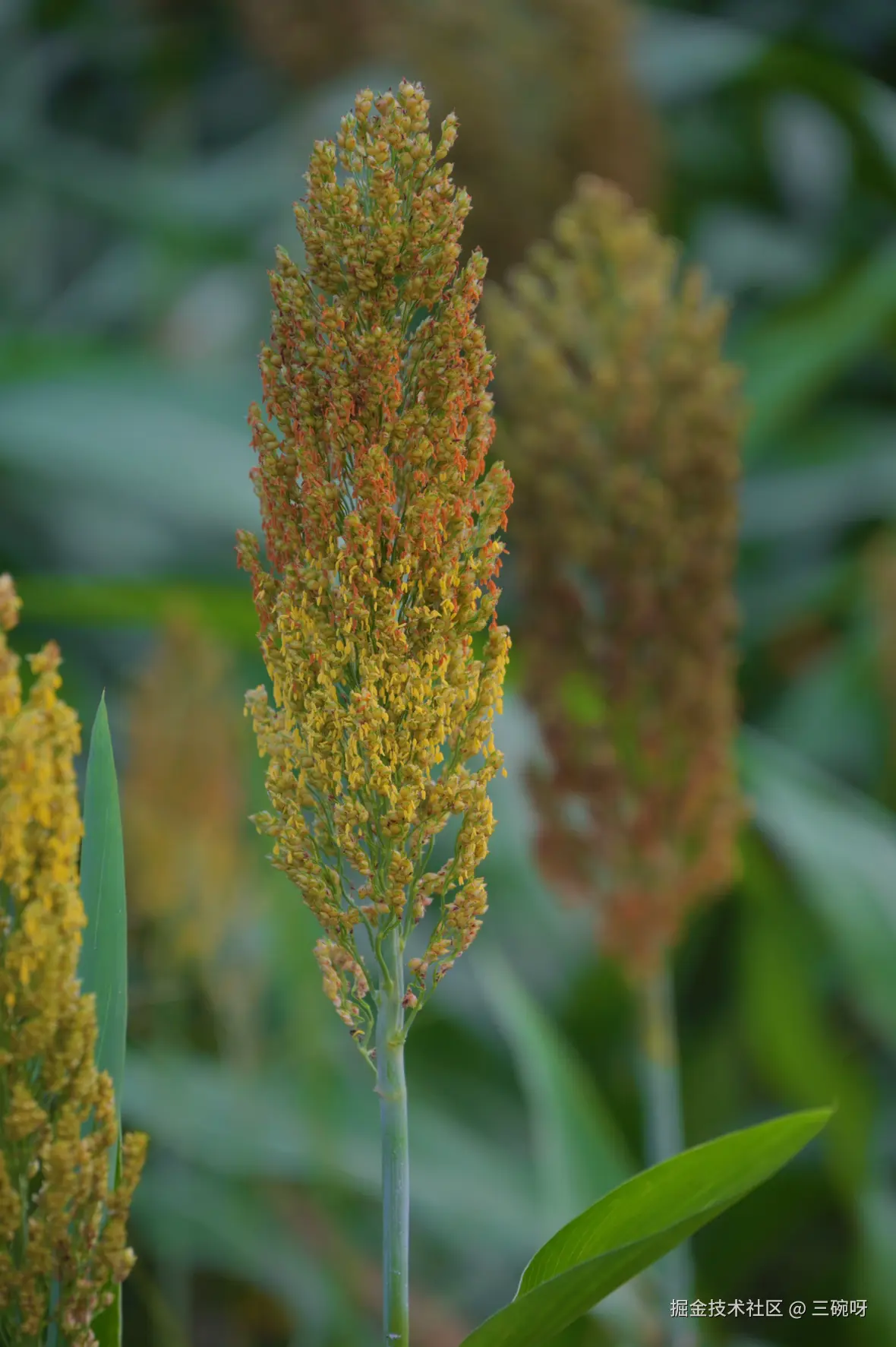 三碗呀于2025-09-15 11:29发布的图片