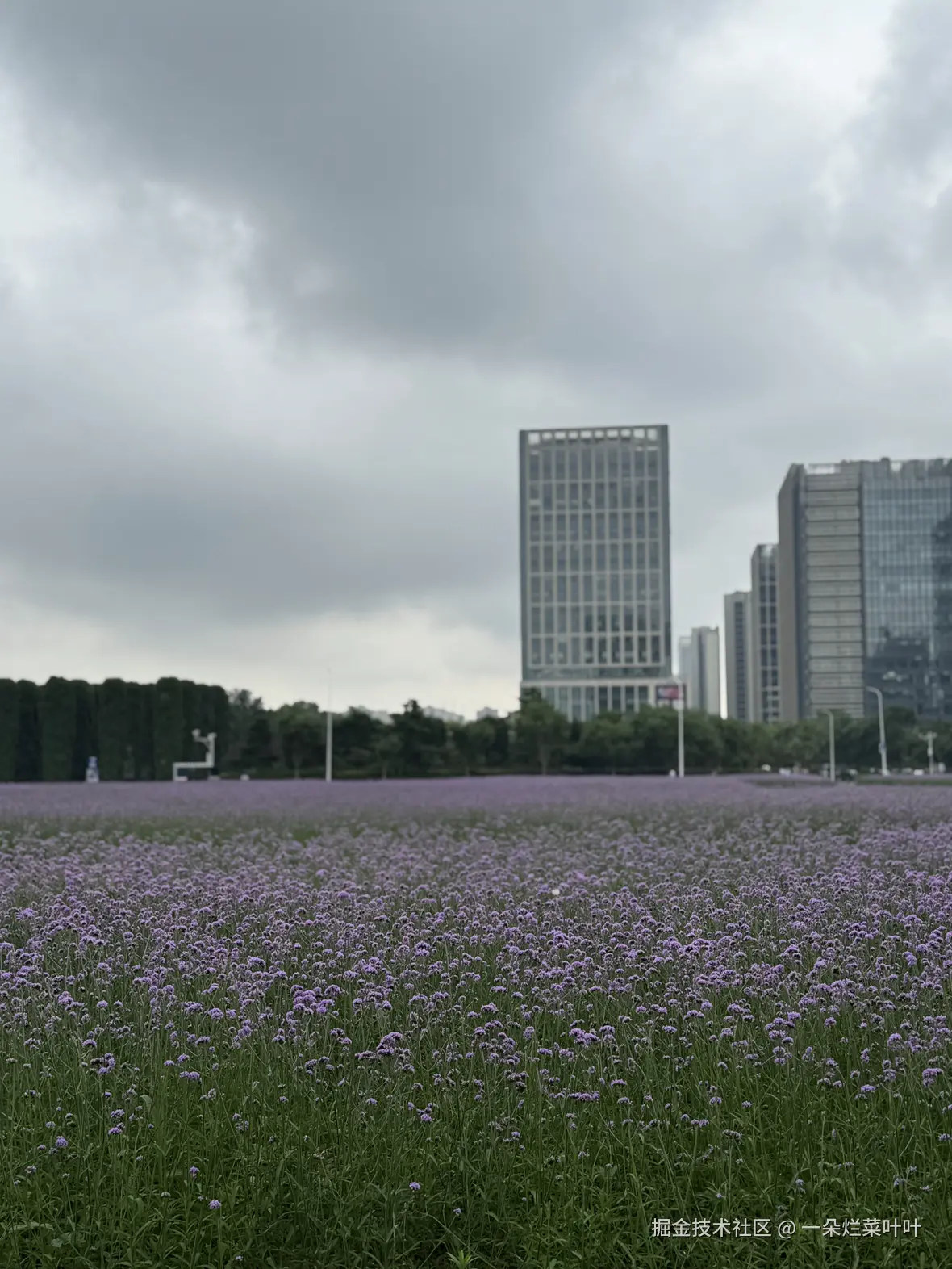 一朵烂菜叶叶于2025-06-30 10:17发布的图片