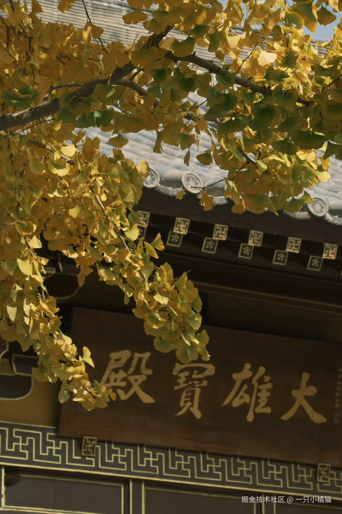 一只小橘猫于2025-11-03 15:15发布的图片