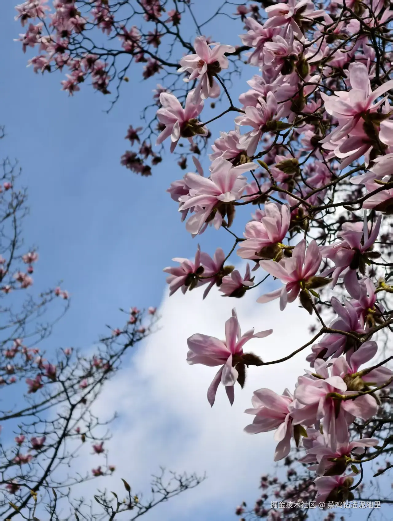 菜鸡钻进泥地里于2026-04-07 09:58发布的图片