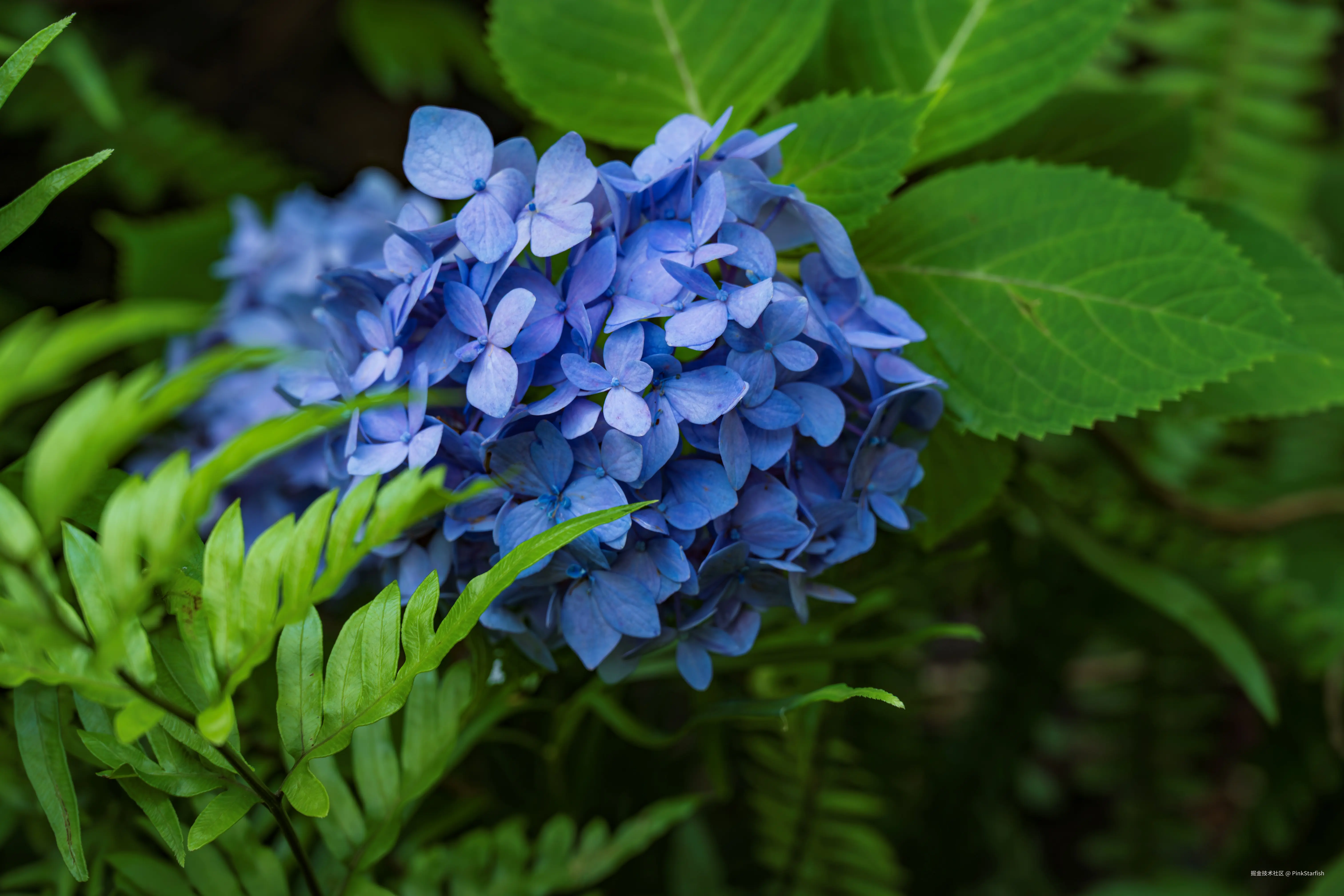 PinkStarfish于2025-07-02 11:30发布的图片