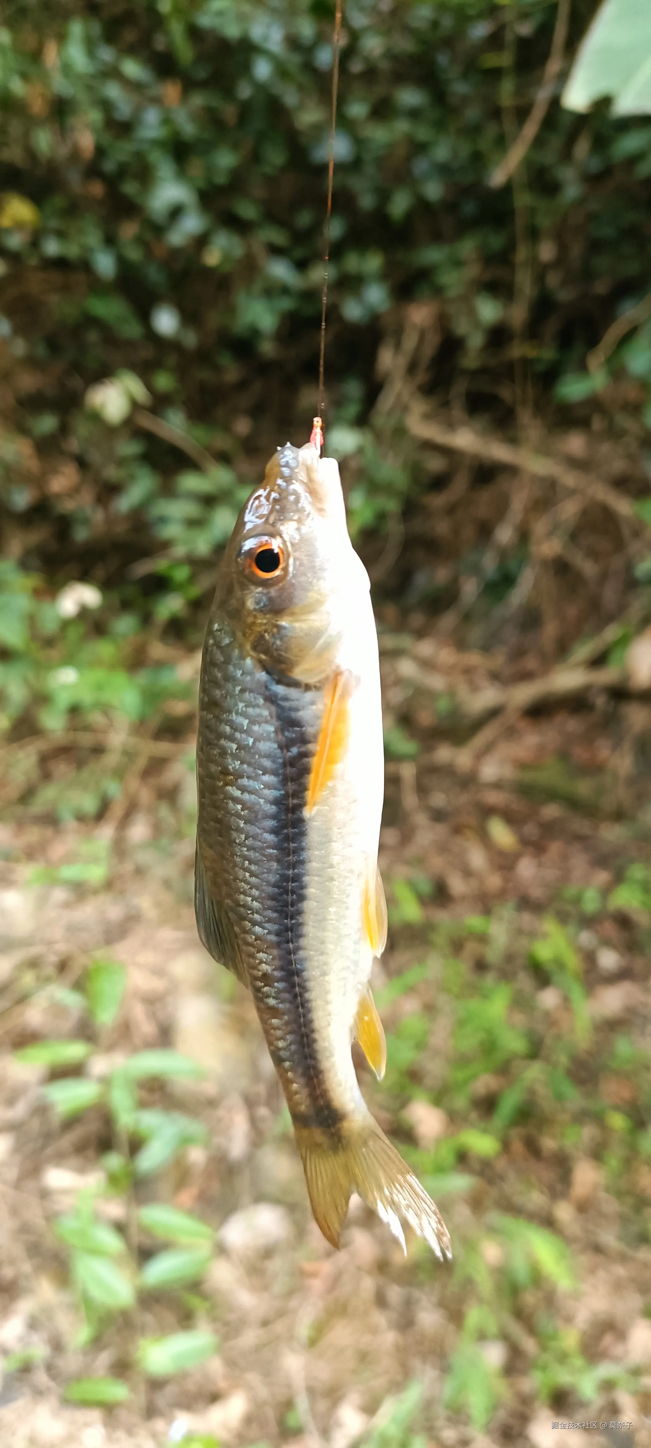 莫奈子于2025-03-27 18:39发布的图片