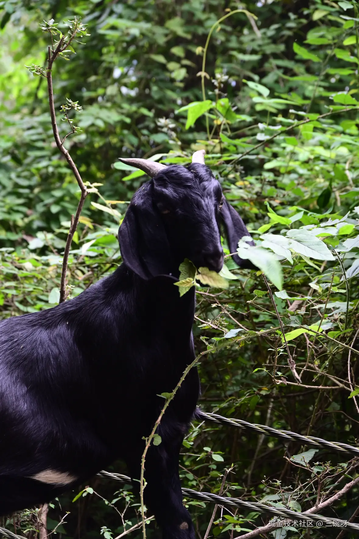 三碗呀于2025-11-26 09:35发布的图片