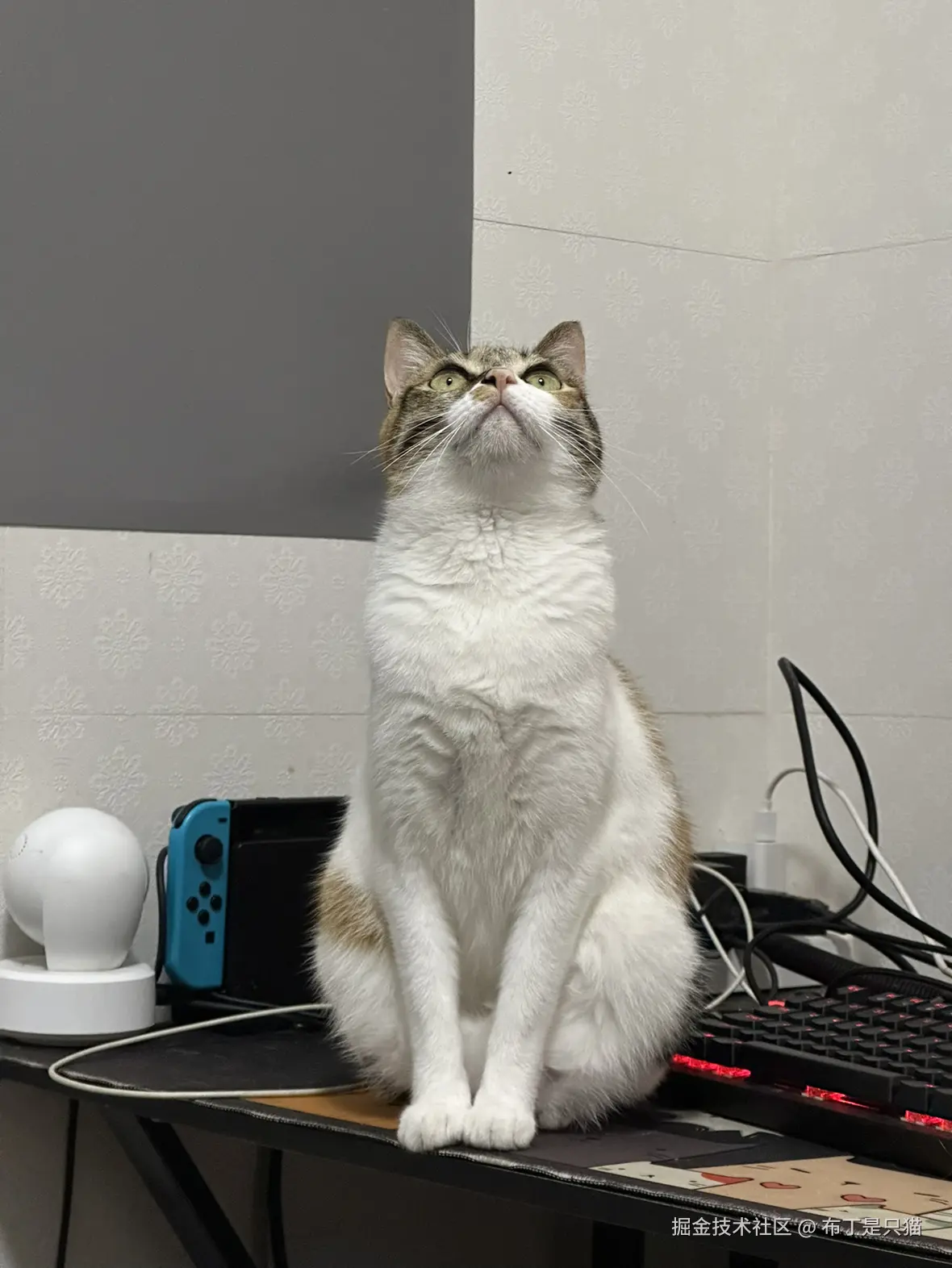 布丁是只猫于2025-06-18 09:07发布的图片