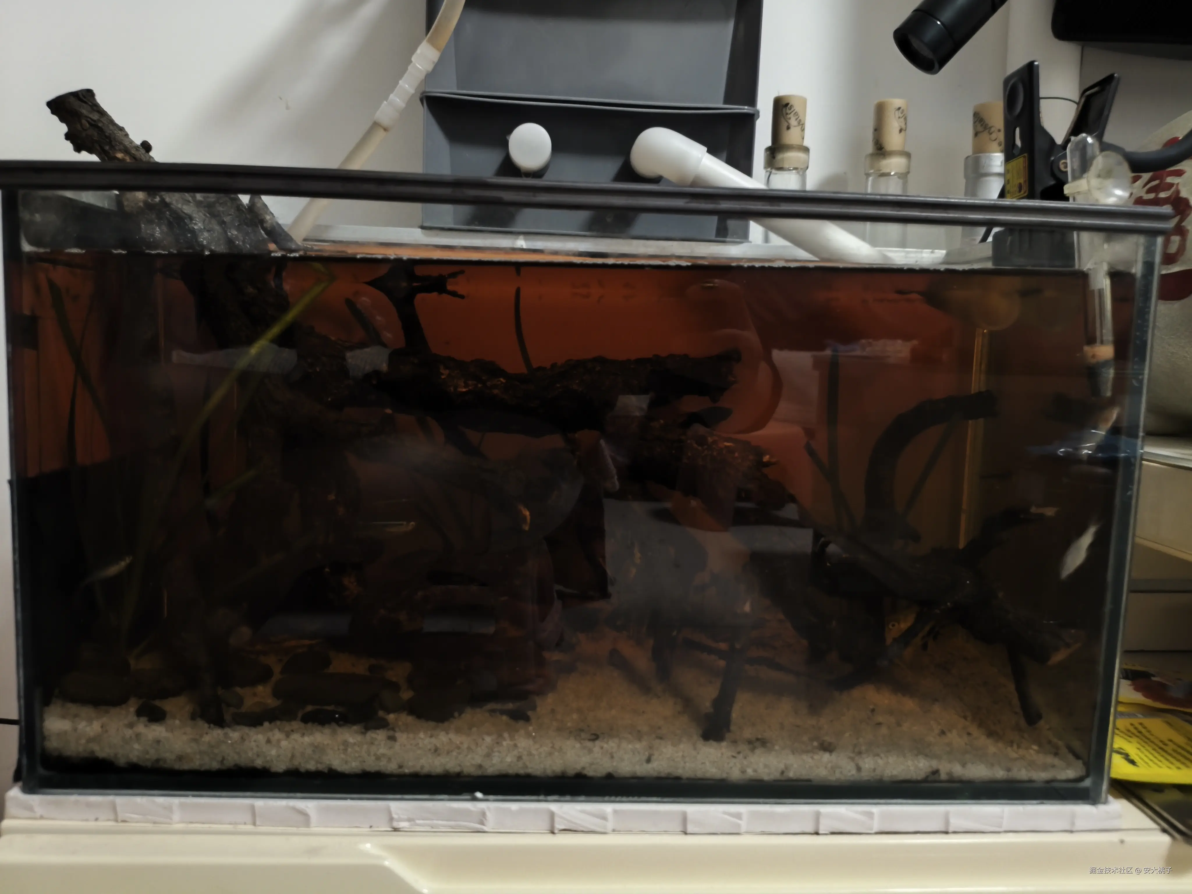 安大桃子于2025-08-28 09:36发布的图片