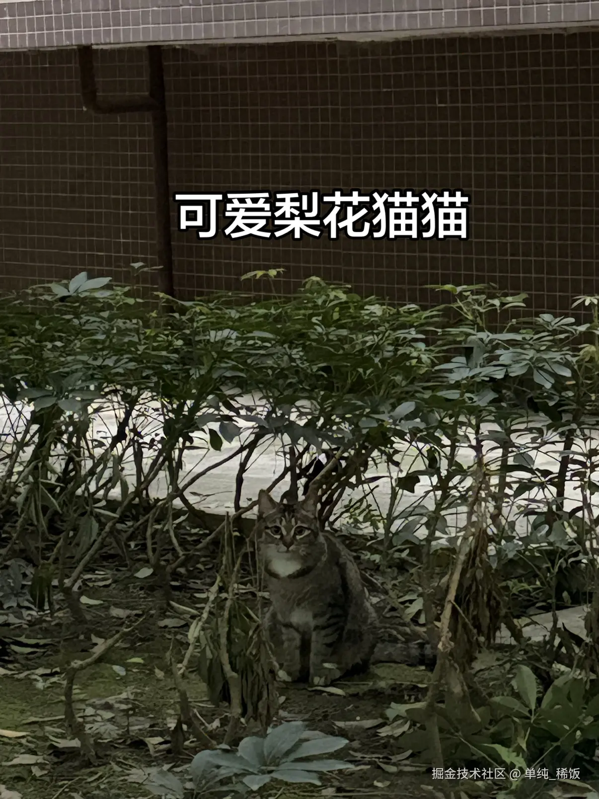 单纯_稀饭于2026-03-27 09:25发布的图片