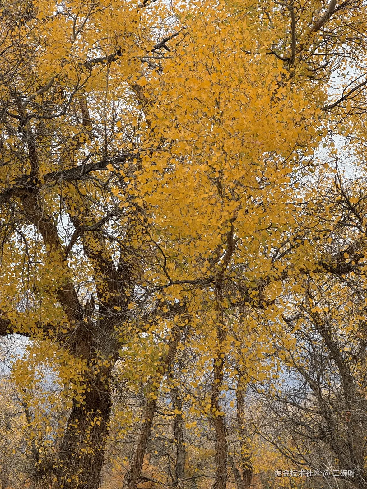 三碗呀于2025-10-27 10:45发布的图片