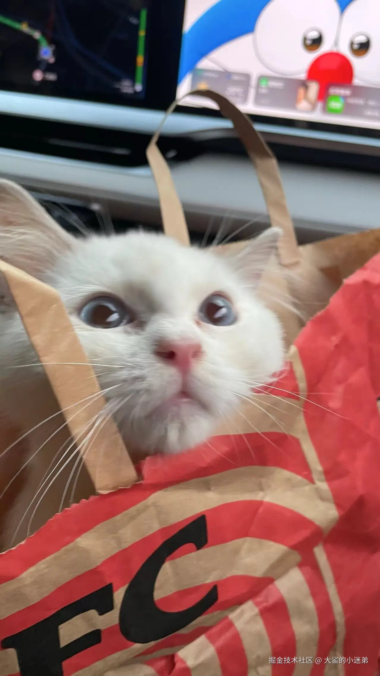 大鲨的小迷弟于2024-10-14 12:00发布的图片