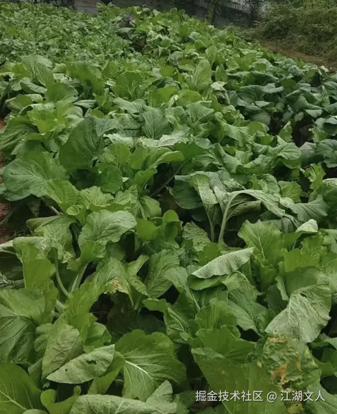 江湖文人于2025-11-17 18:08发布的图片