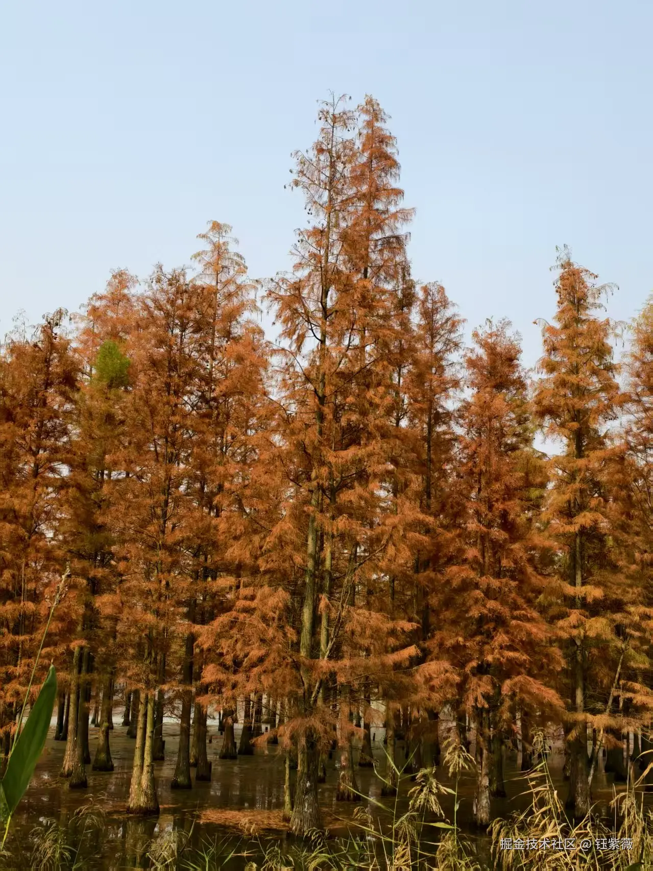 钰紫薇于2025-12-01 09:42发布的图片