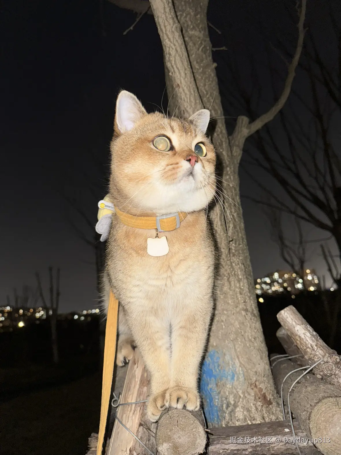 Daydayup813于2025-01-03 11:39发布的图片