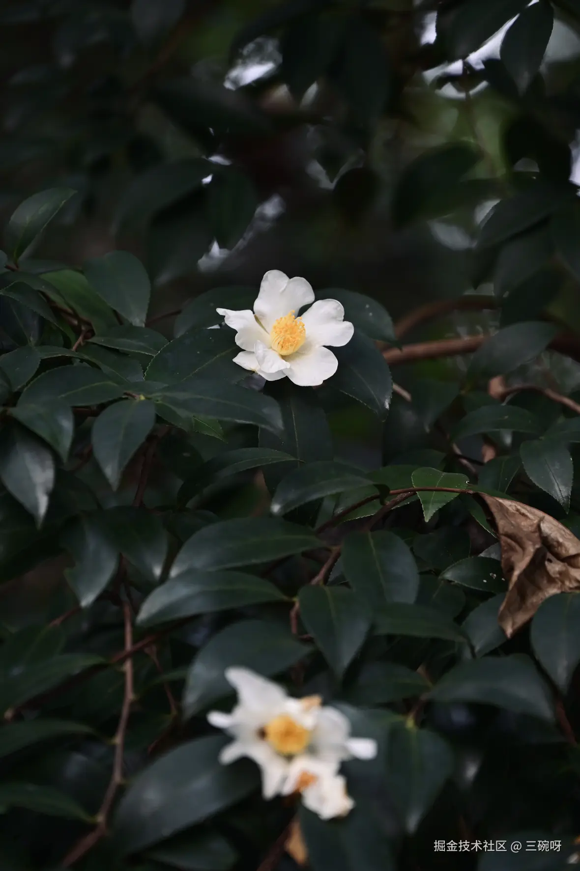 三碗呀于2025-12-01 09:17发布的图片