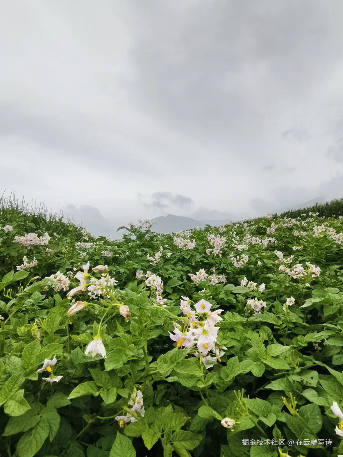 在云端写诗于2025-08-25 14:25发布的图片
