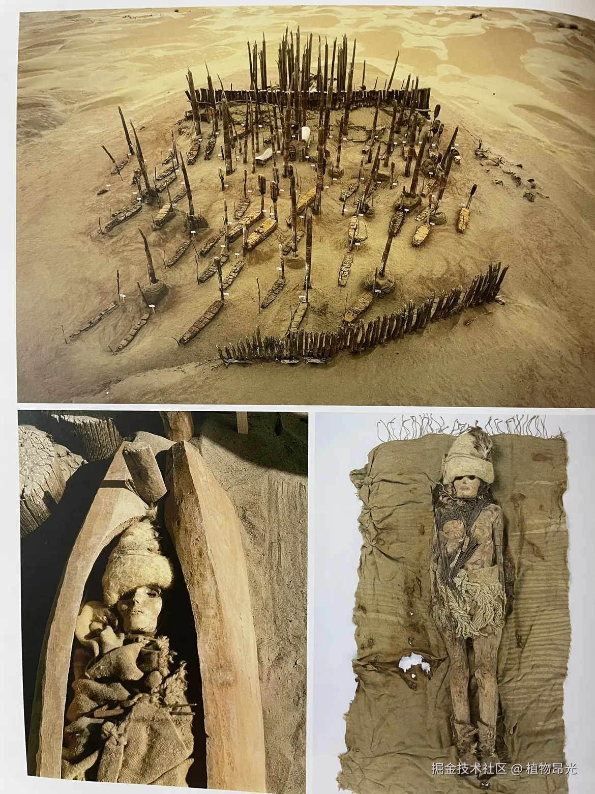 植物昂光于2026-03-21 11:00发布的图片