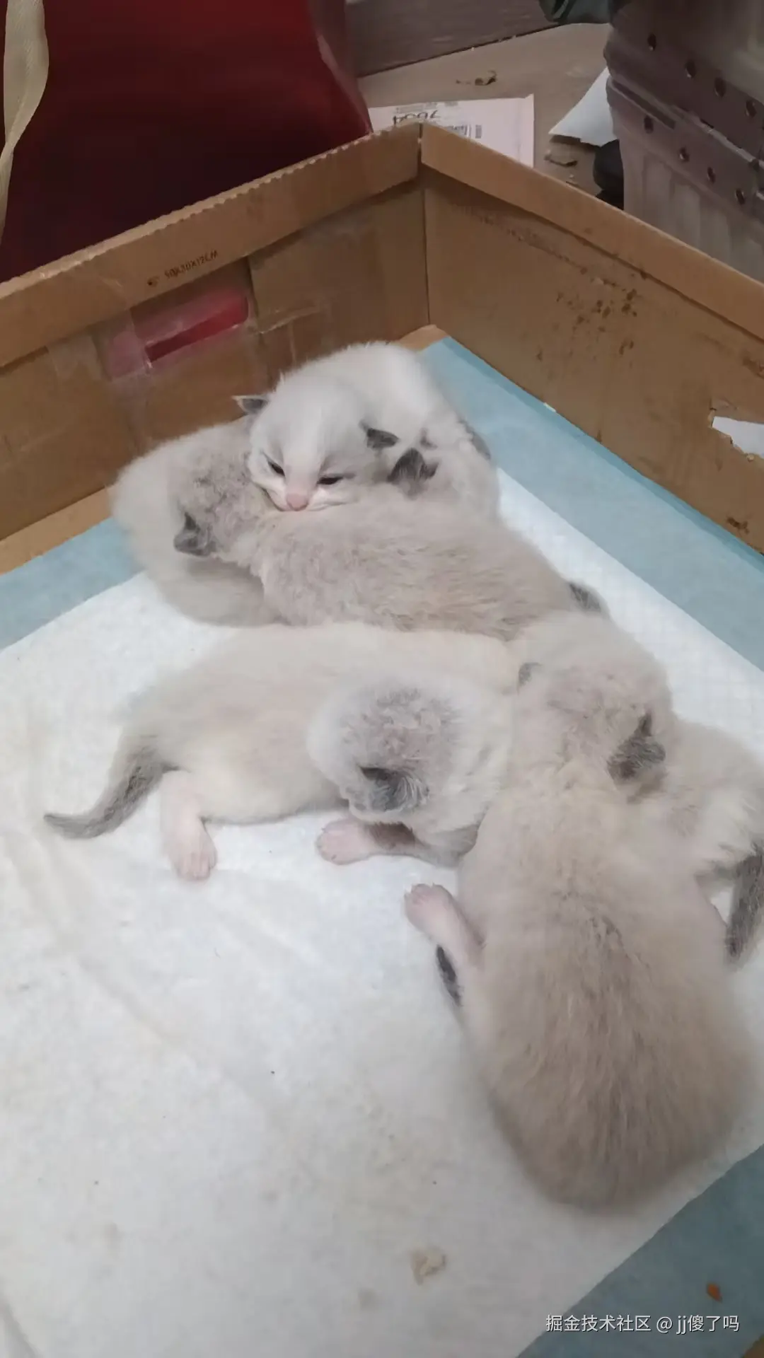 jj傻了吗于2025-06-17 11:18发布的图片