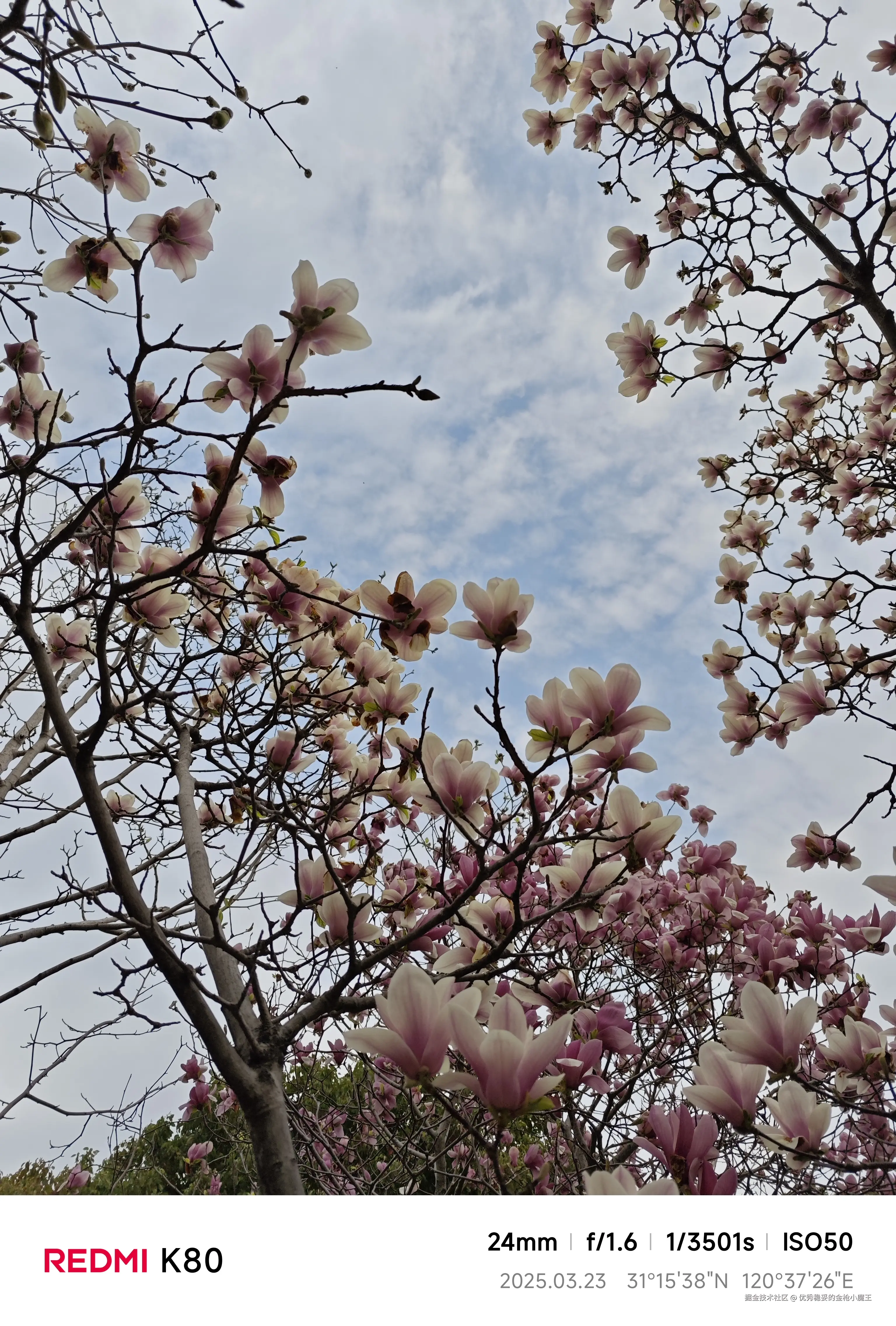 优秀稳妥的金枪小魔王于2025-03-25 16:07发布的图片