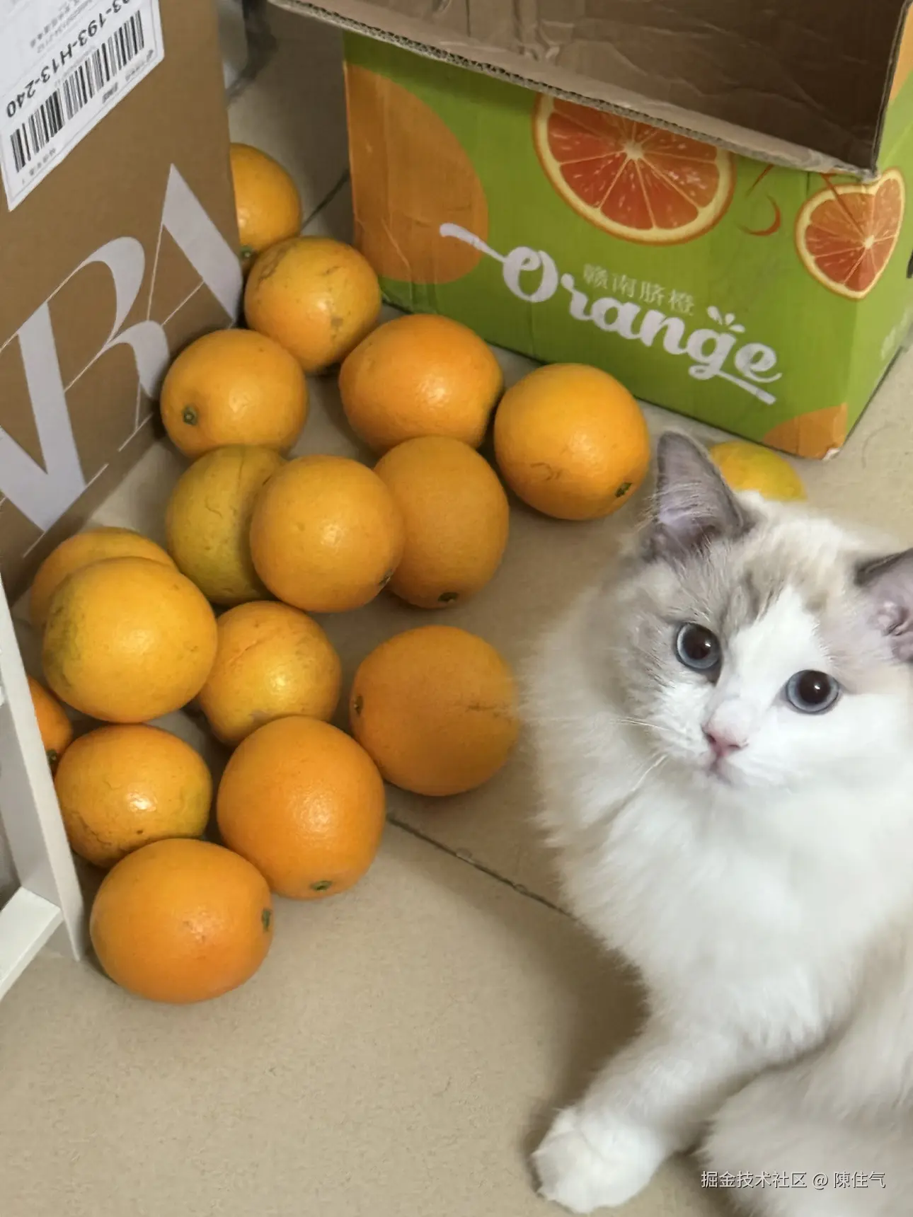 陳住气于2024-11-14 14:40发布的图片