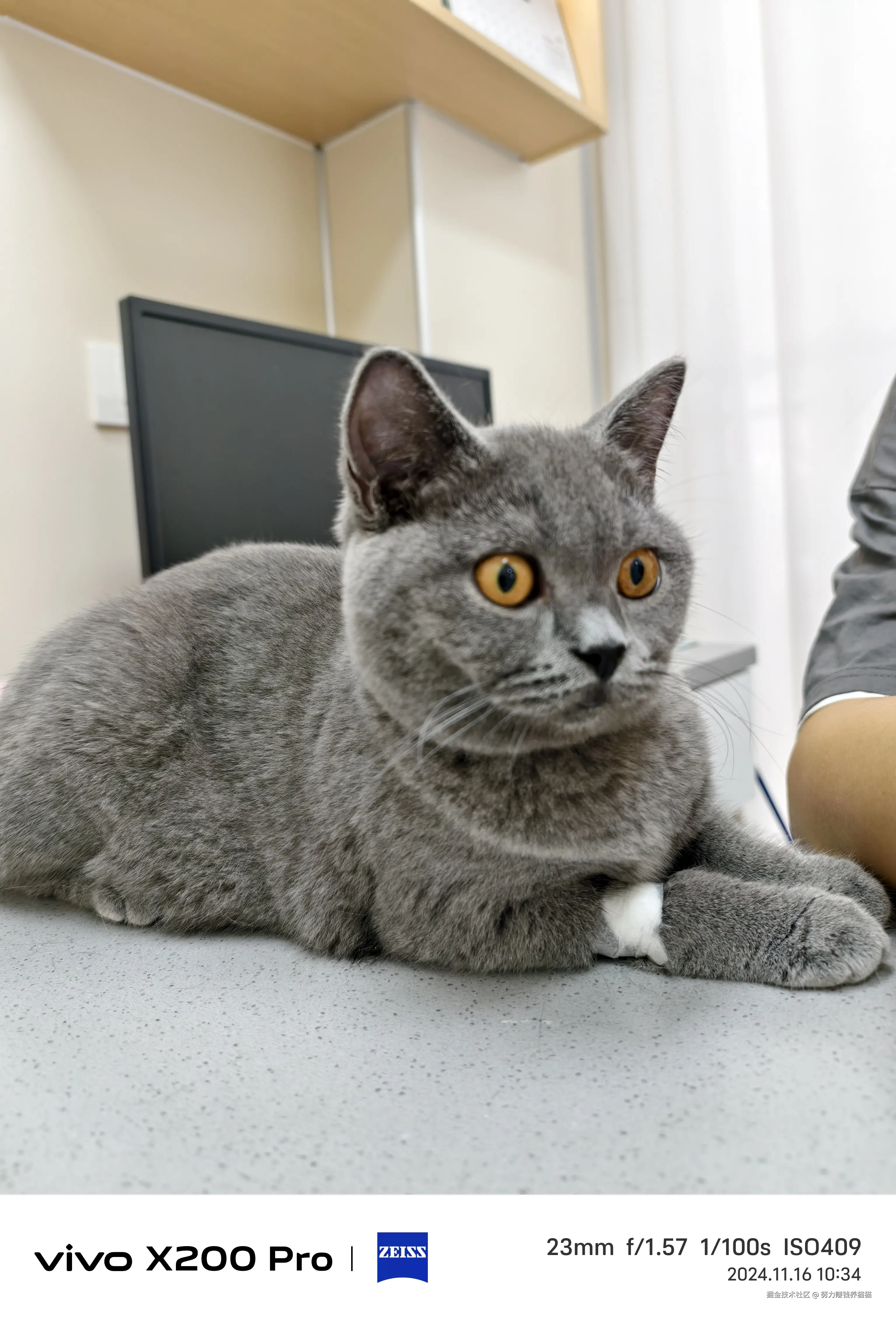 努力赚钱养猫猫于2024-11-22 10:00发布的图片