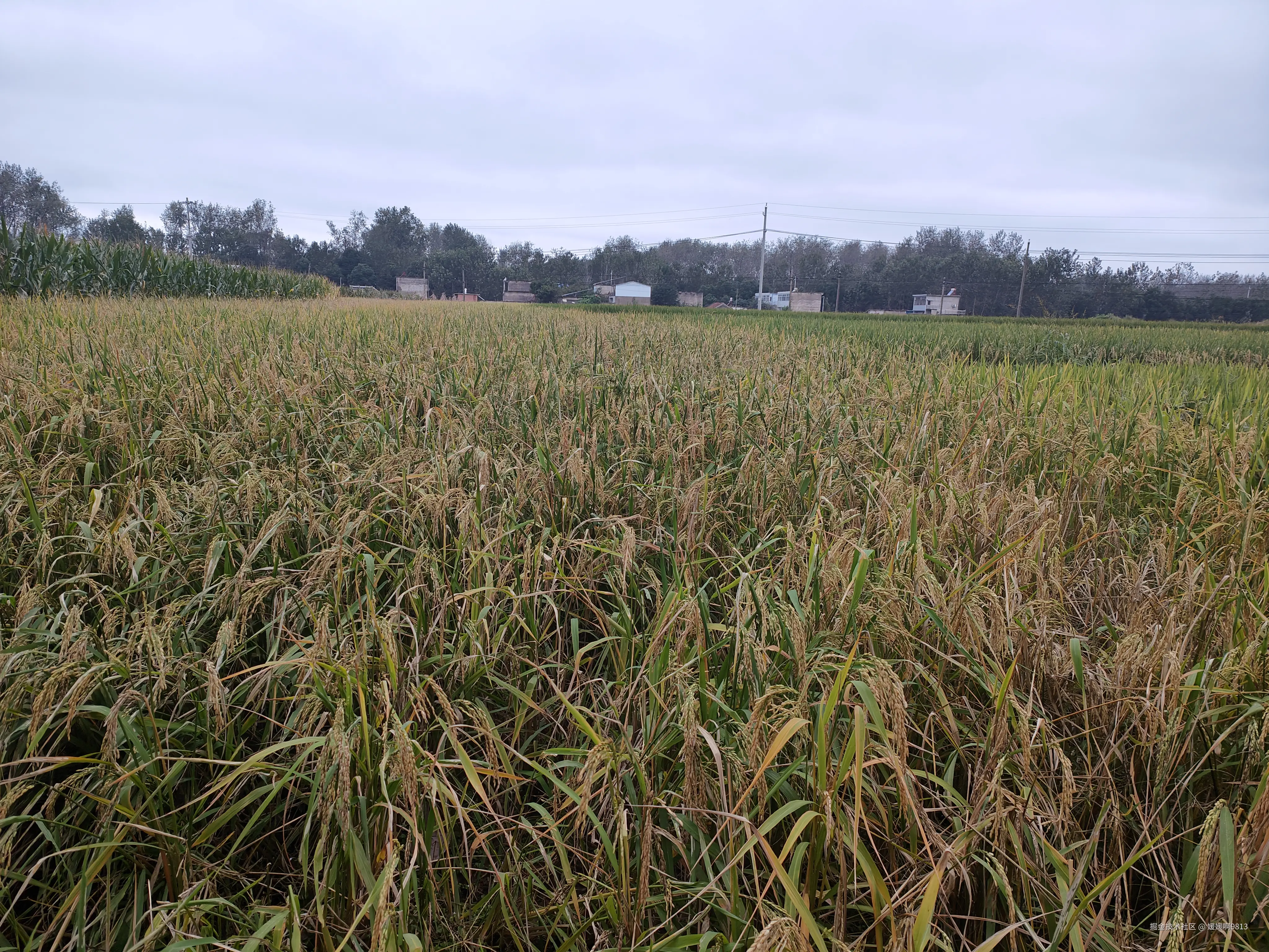 媛媛啊9813于2025-10-02 17:28发布的图片