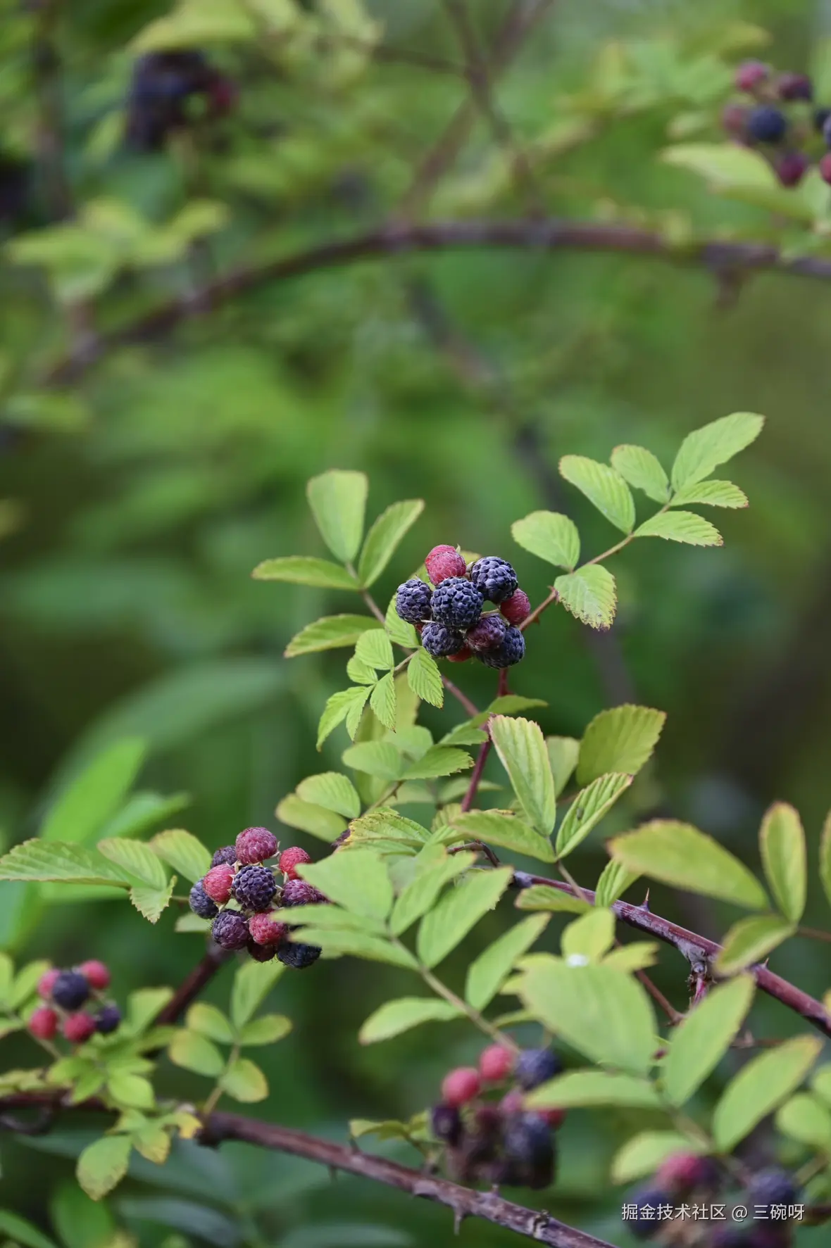 三碗呀于2025-07-02 10:00发布的图片