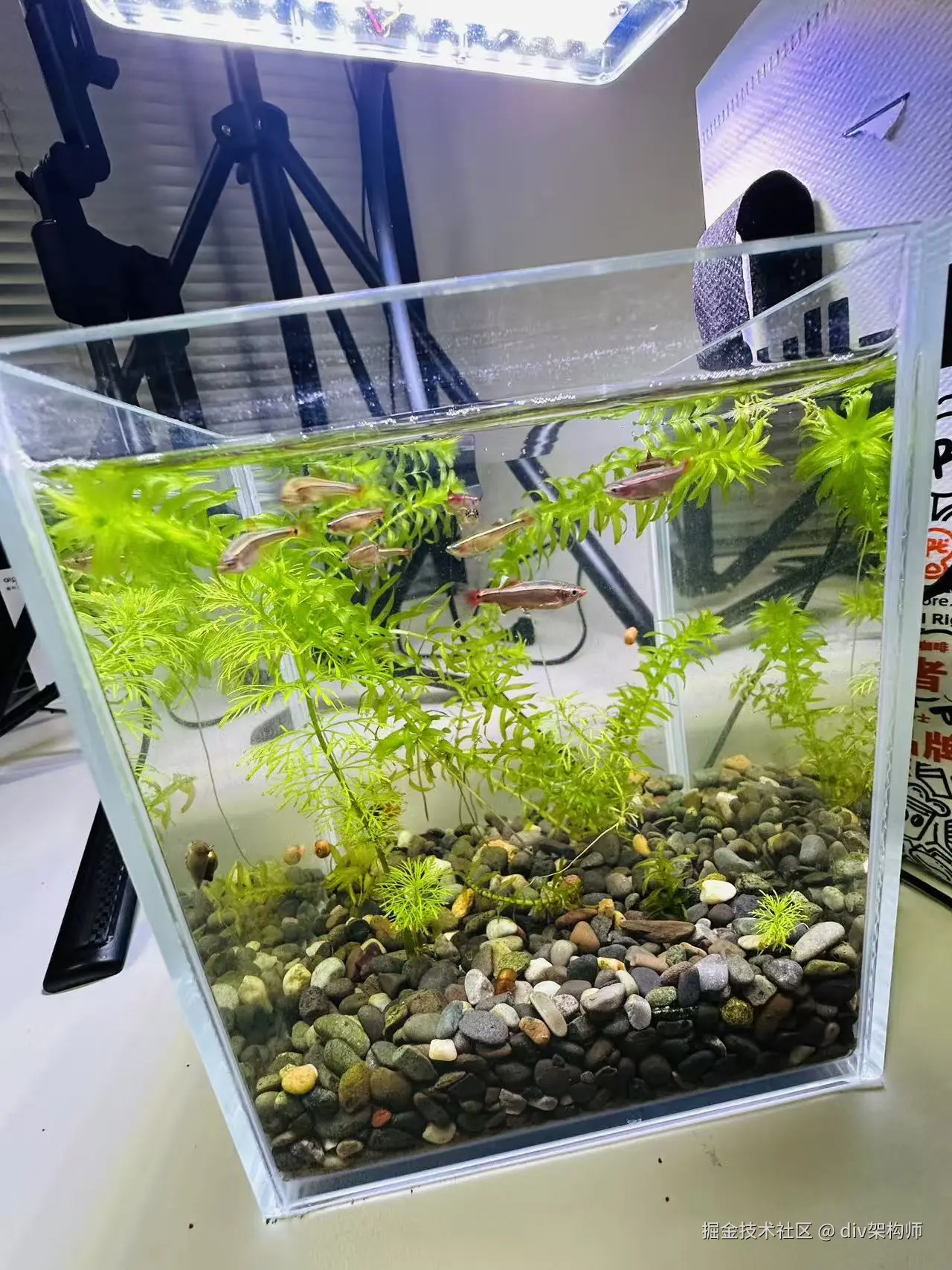 div架构师于2026-03-11 17:53发布的图片