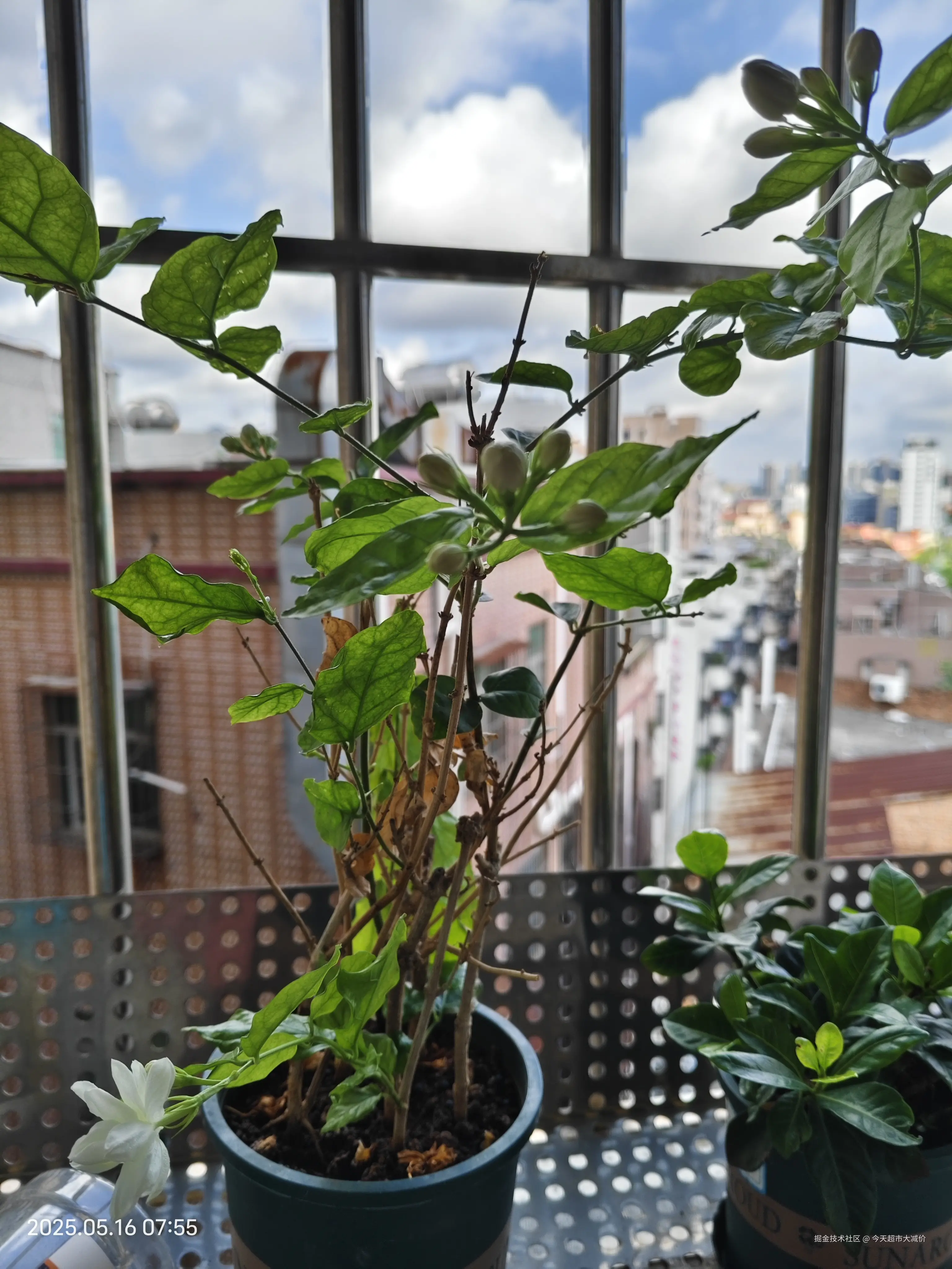 今天超市大减价于2025-05-16 02:41发布的图片