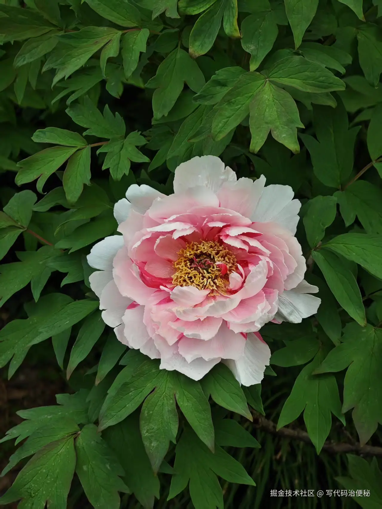 写代码治便秘于2025-05-13 10:10发布的图片