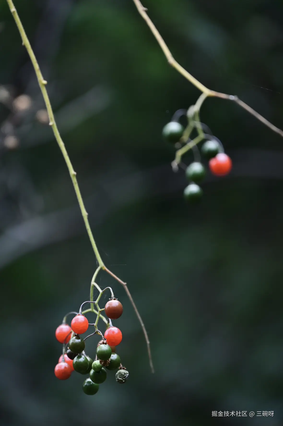 三碗呀于2025-12-01 09:17发布的图片