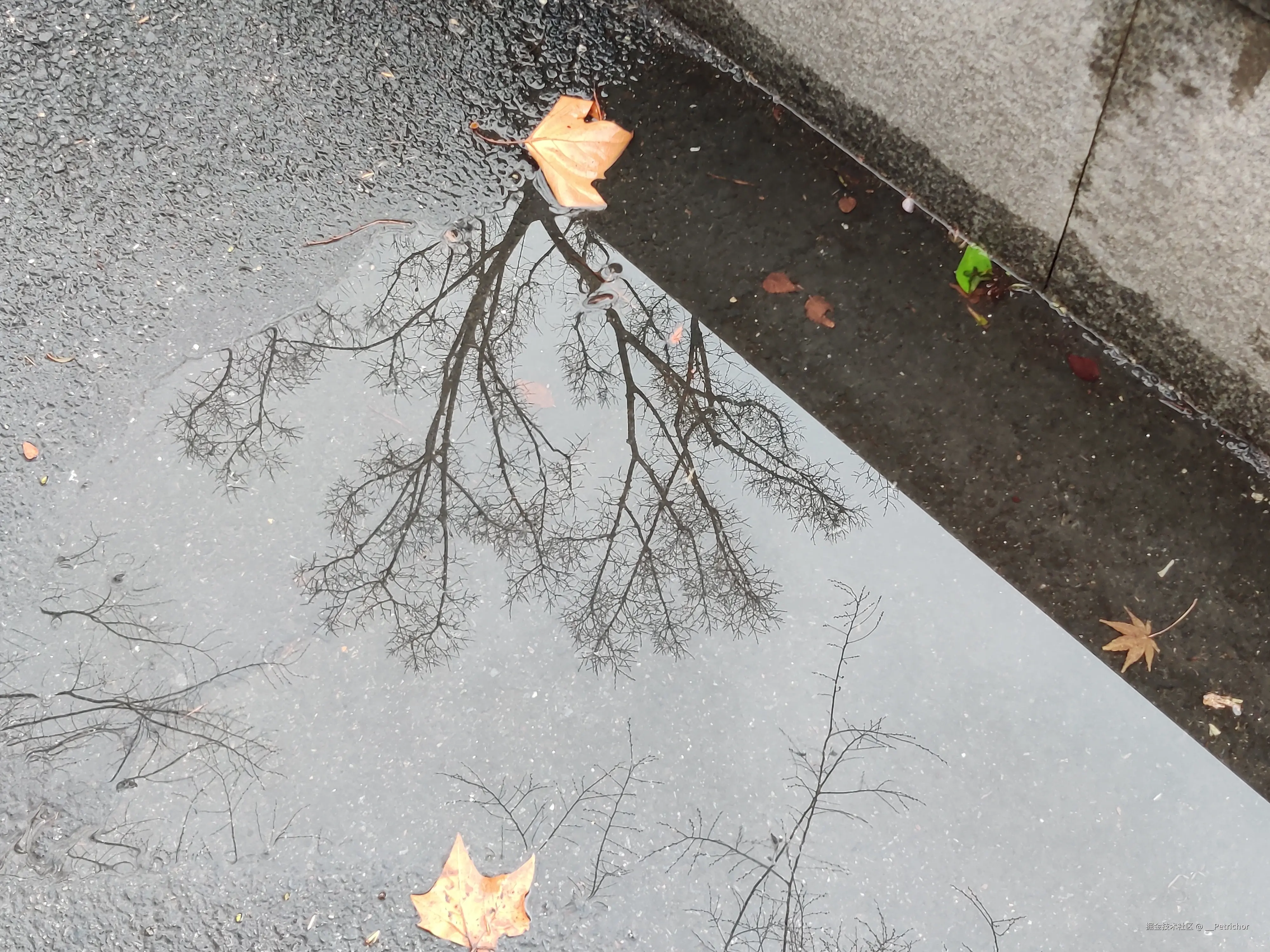 __Petrichor于2025-03-03 09:30发布的图片