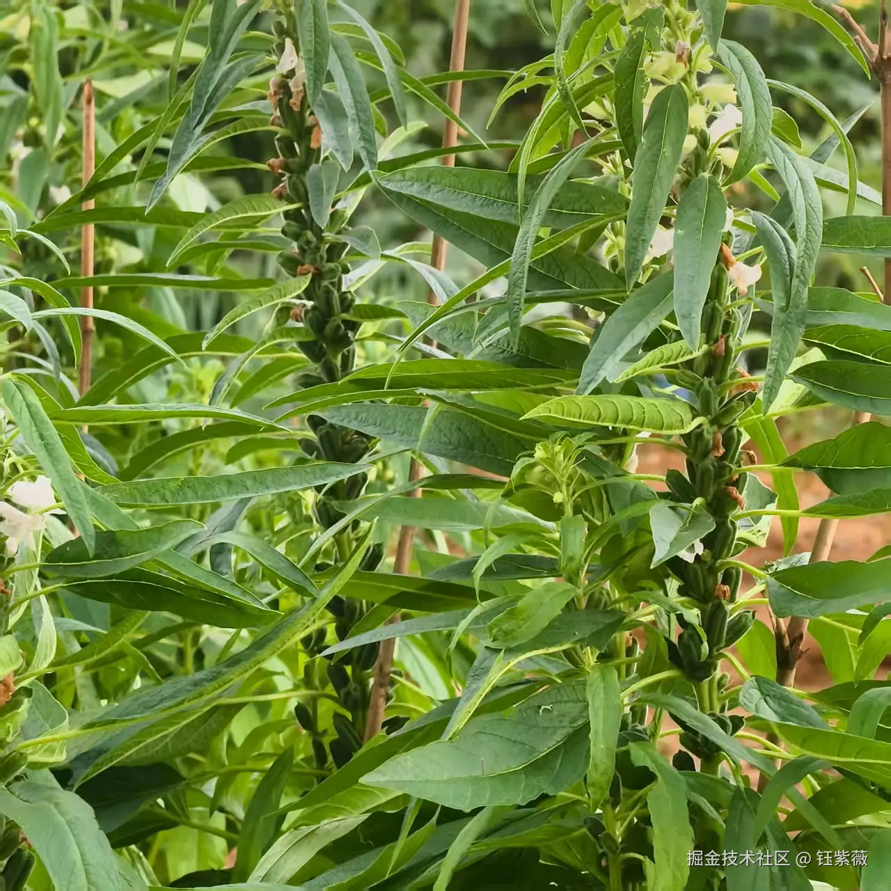 钰紫薇于2025-07-21 14:04发布的图片