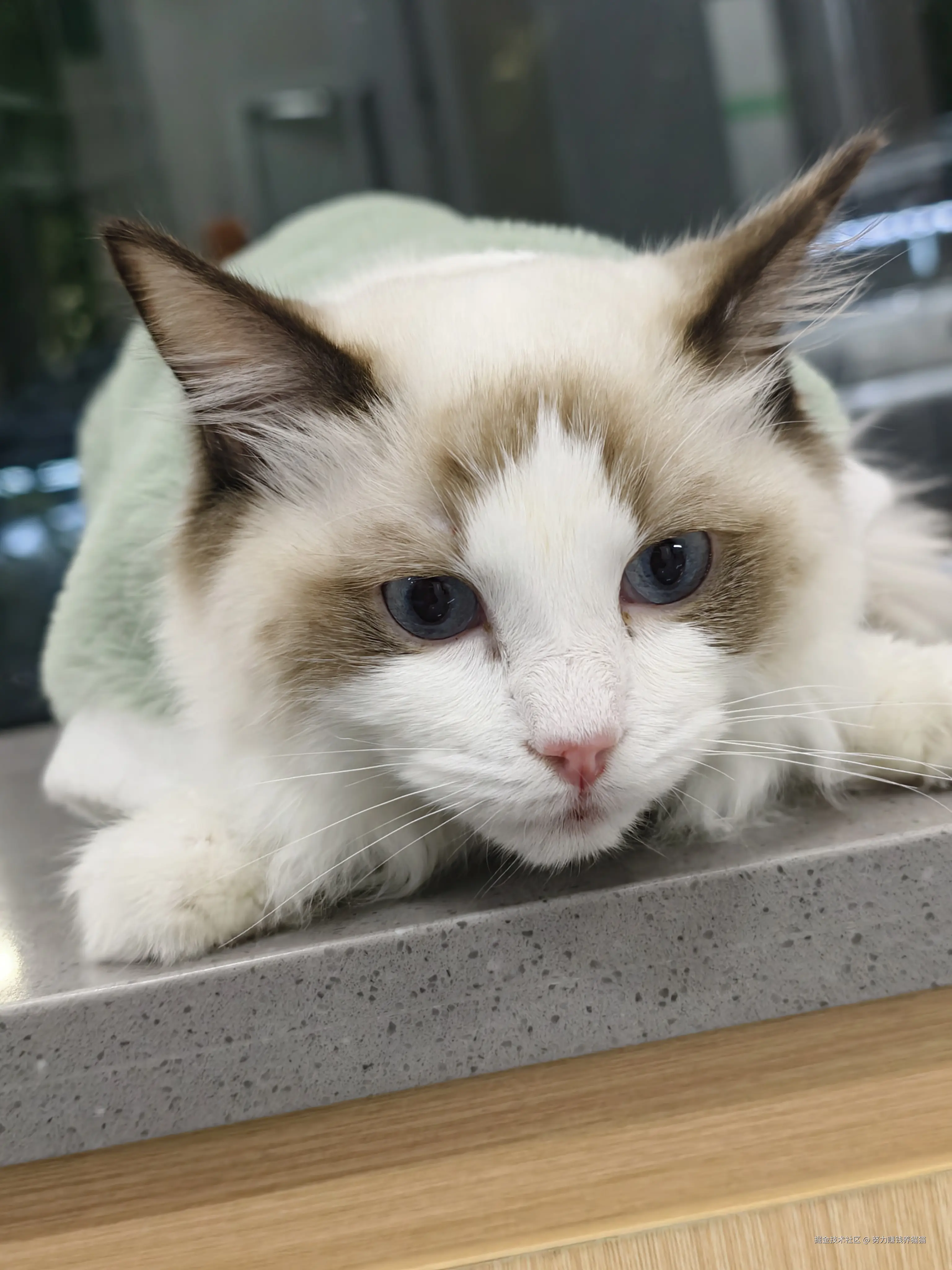 努力赚钱养猫猫于2024-12-09 06:28发布的图片