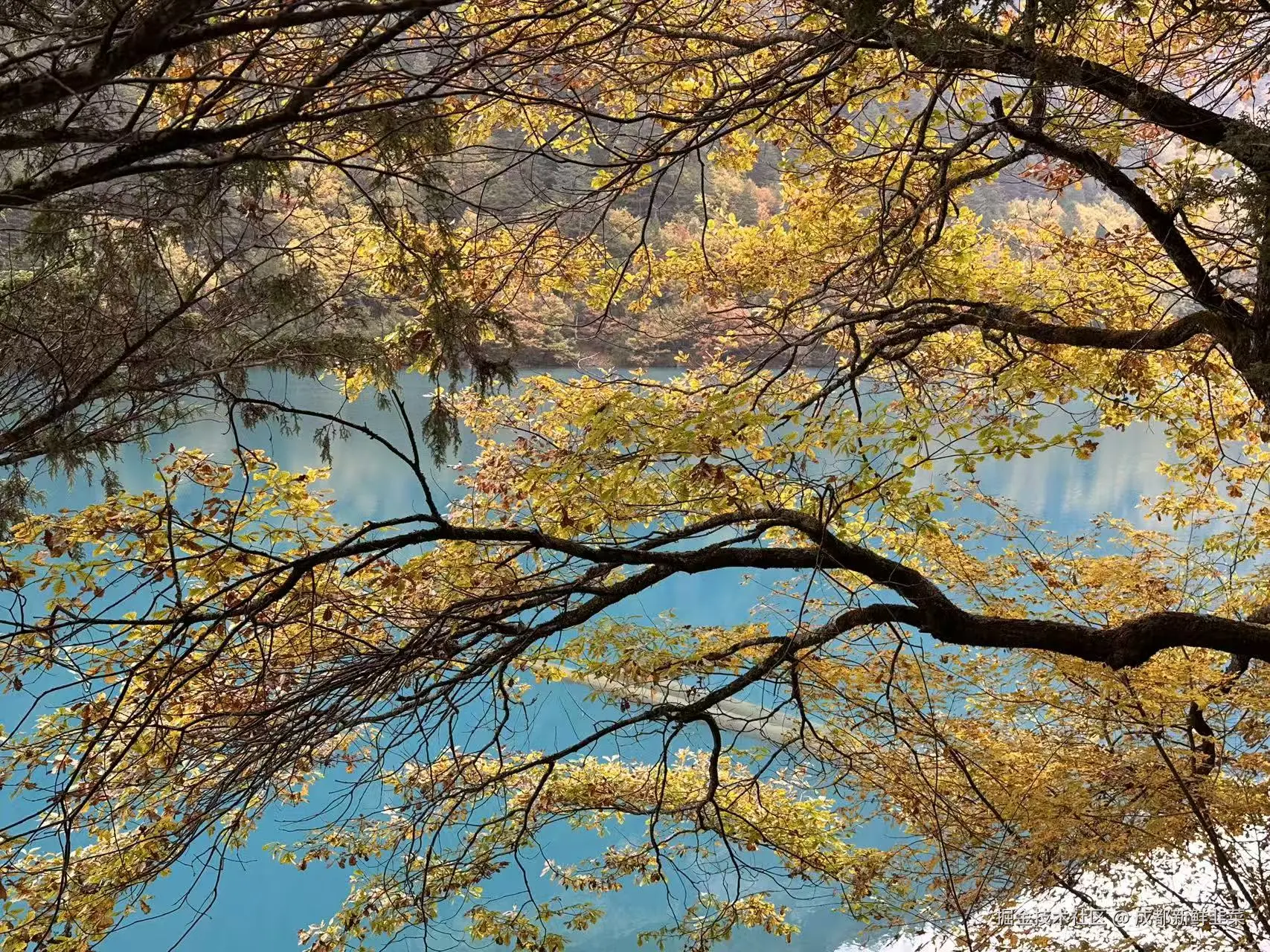 成都新鲜韭菜于2025-11-03 10:42发布的图片