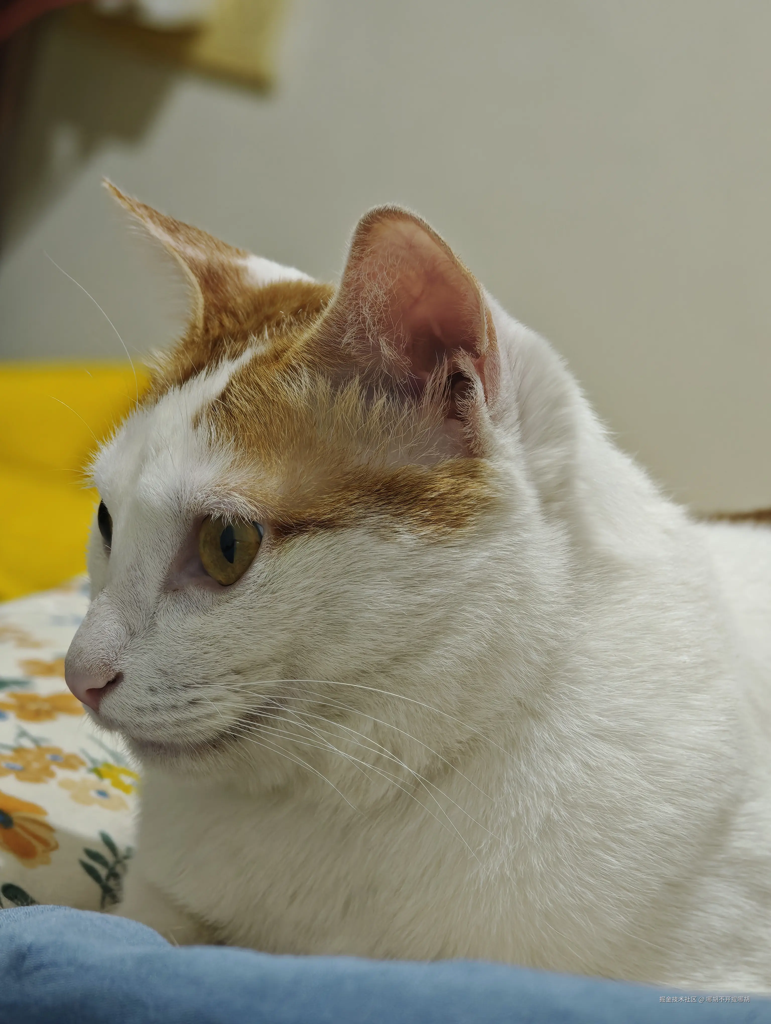 哪胡不开提哪胡于2025-04-23 10:49发布的图片