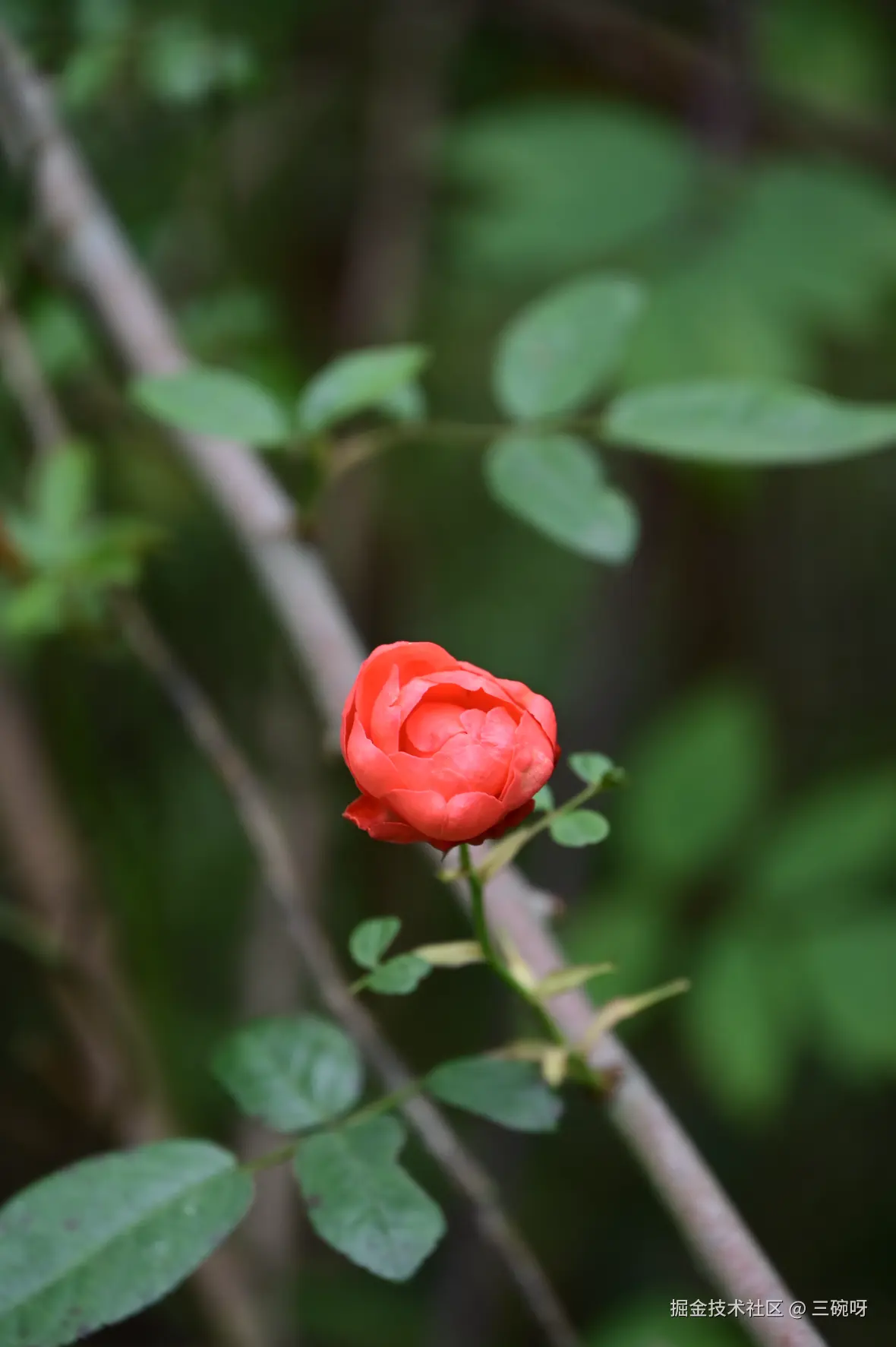 三碗呀于2025-12-01 09:17发布的图片