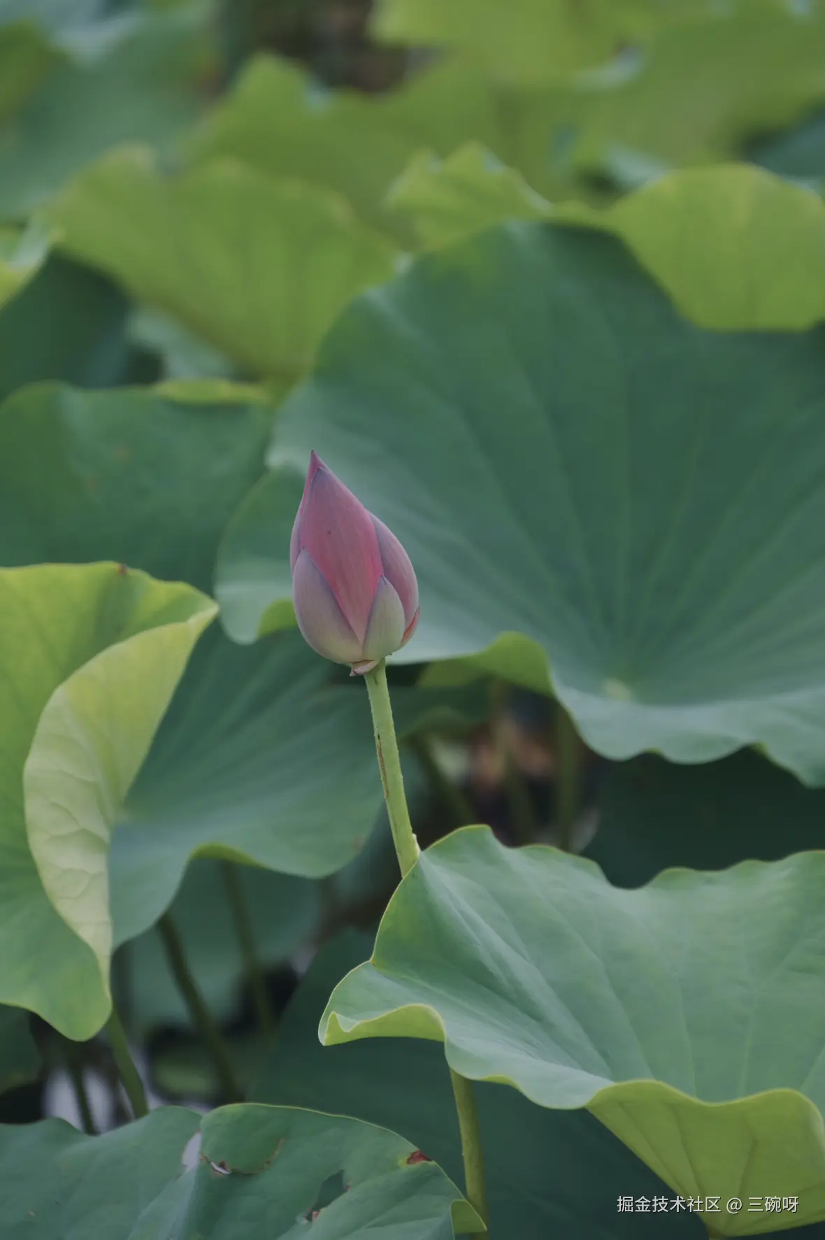 三碗呀于2026-07-13 06:14发布的图片