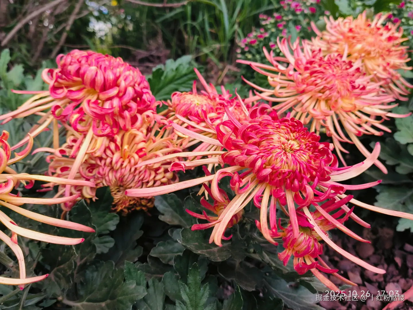 丨红粉骷髅于2025-10-27 15:25发布的图片