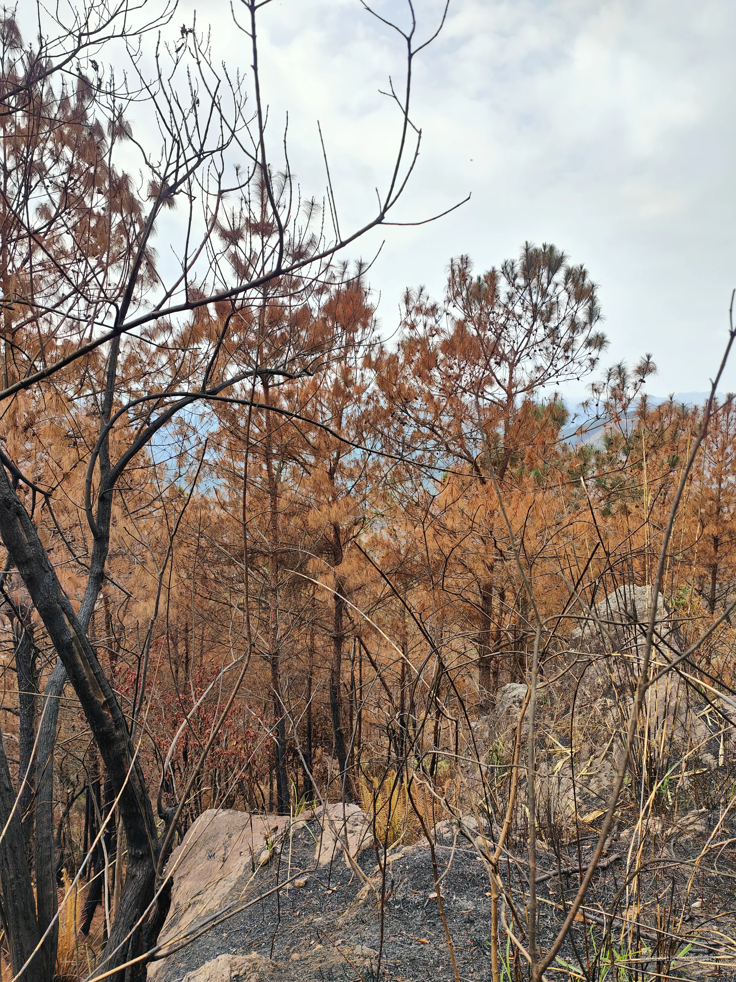 媛媛啊9813于2026-02-22 22:04发布的图片