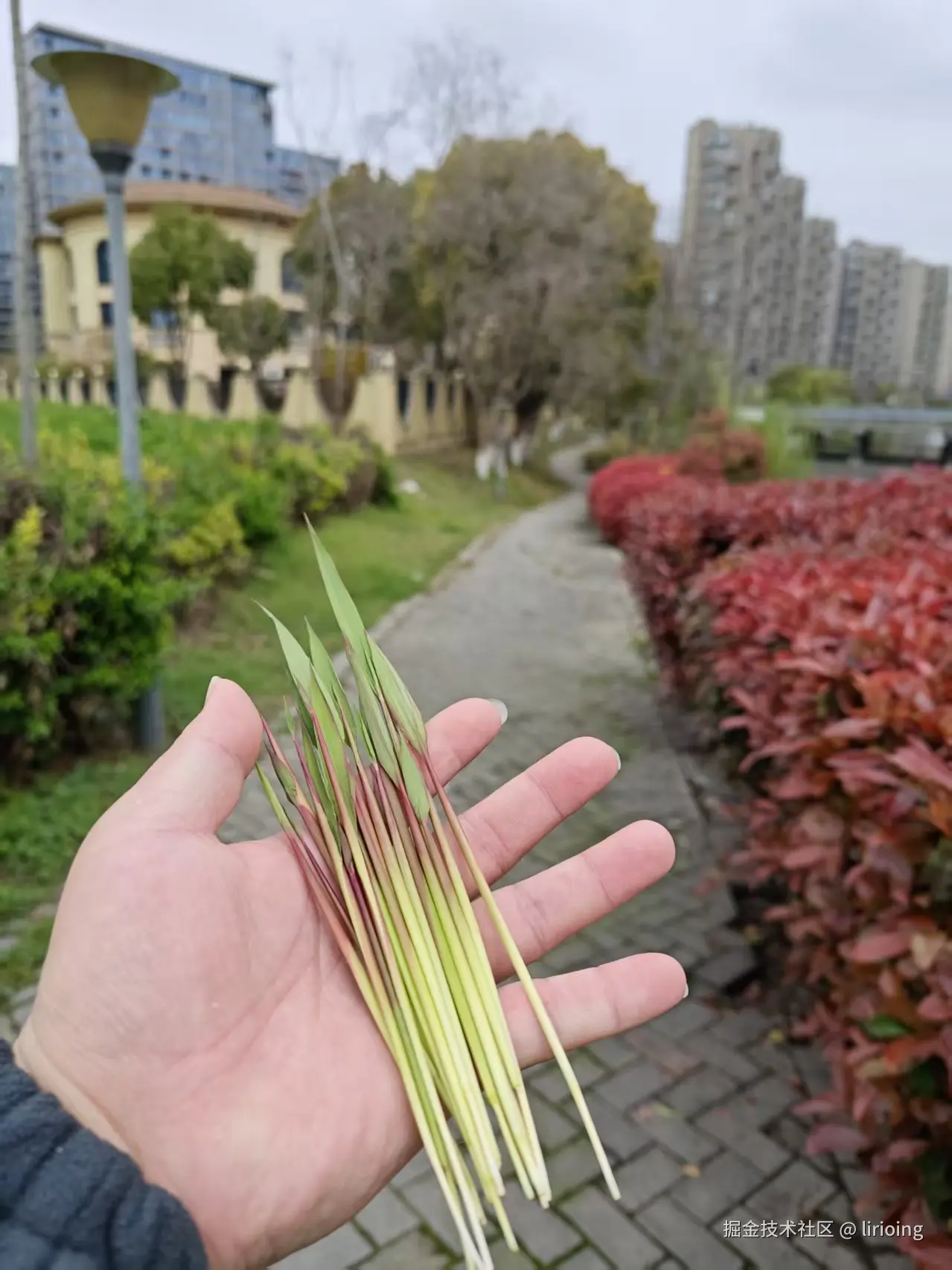 lirioing于2026-03-27 13:36发布的图片